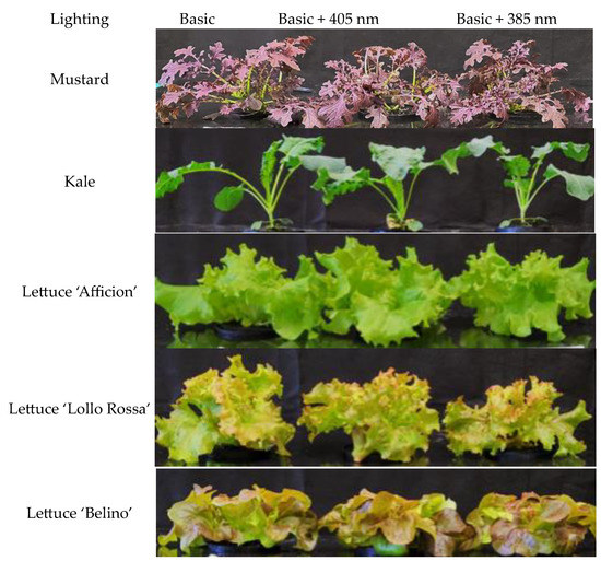 Horticulturae Free FullText UVA for Tailoring the Nutritional