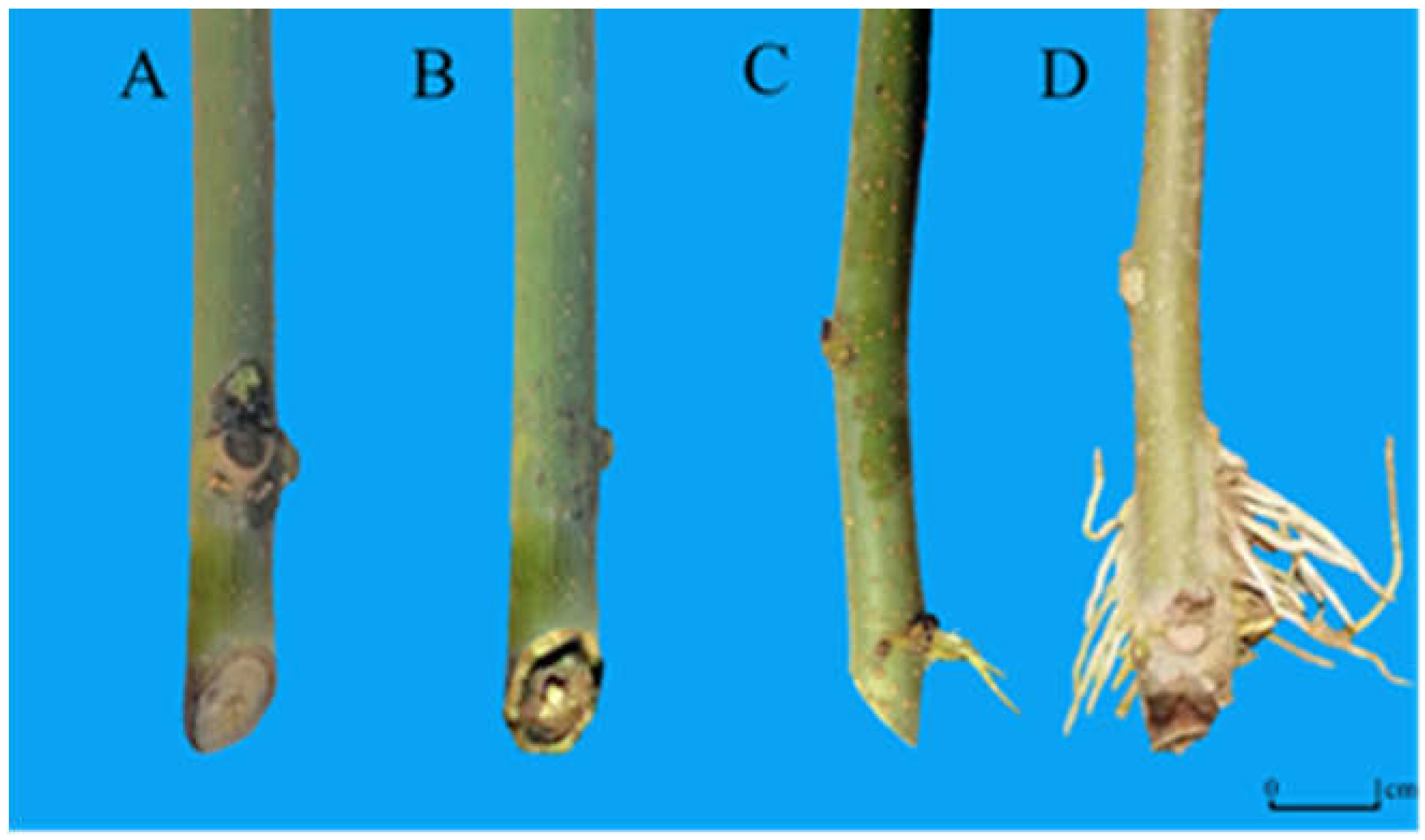 Horticulturae 09 00552 g001 Horticulturae 09 00552 g001