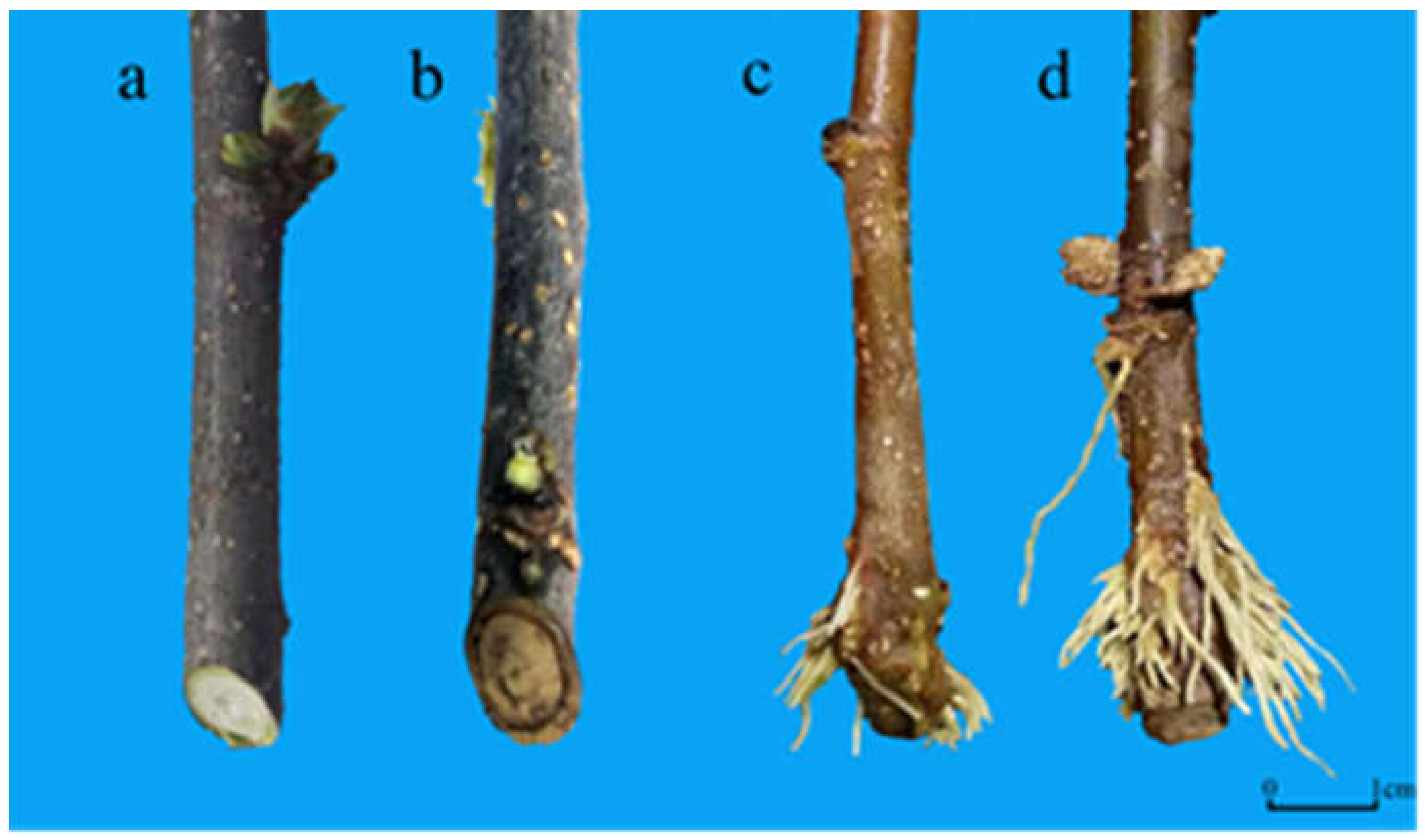 Horticulturae 09 00552 g002 Horticulturae 09 00552 g002