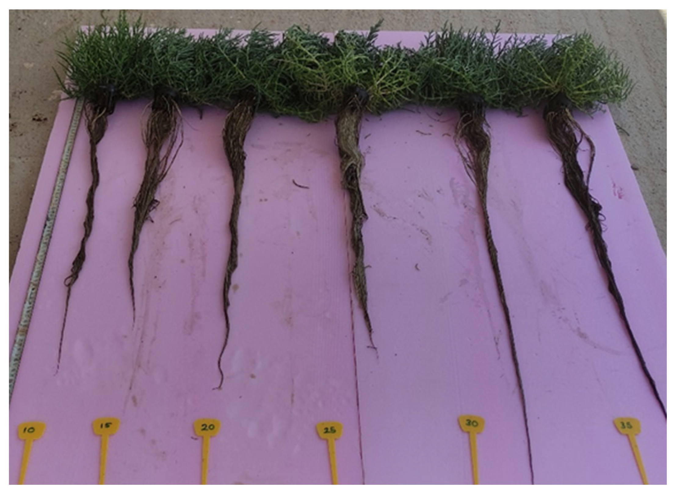 Horticulturae 09 00555 g002 Horticulturae 09 00555 g002