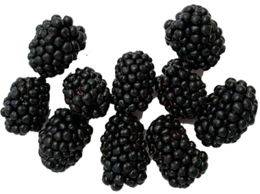 Horticulturae 09 00556 i003 Horticulturae 09 00556 i003