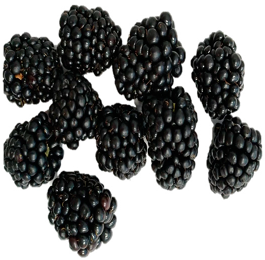 Horticulturae 09 00556 i005 Horticulturae 09 00556 i005