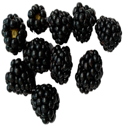 Horticulturae 09 00556 i007 Horticulturae 09 00556 i007