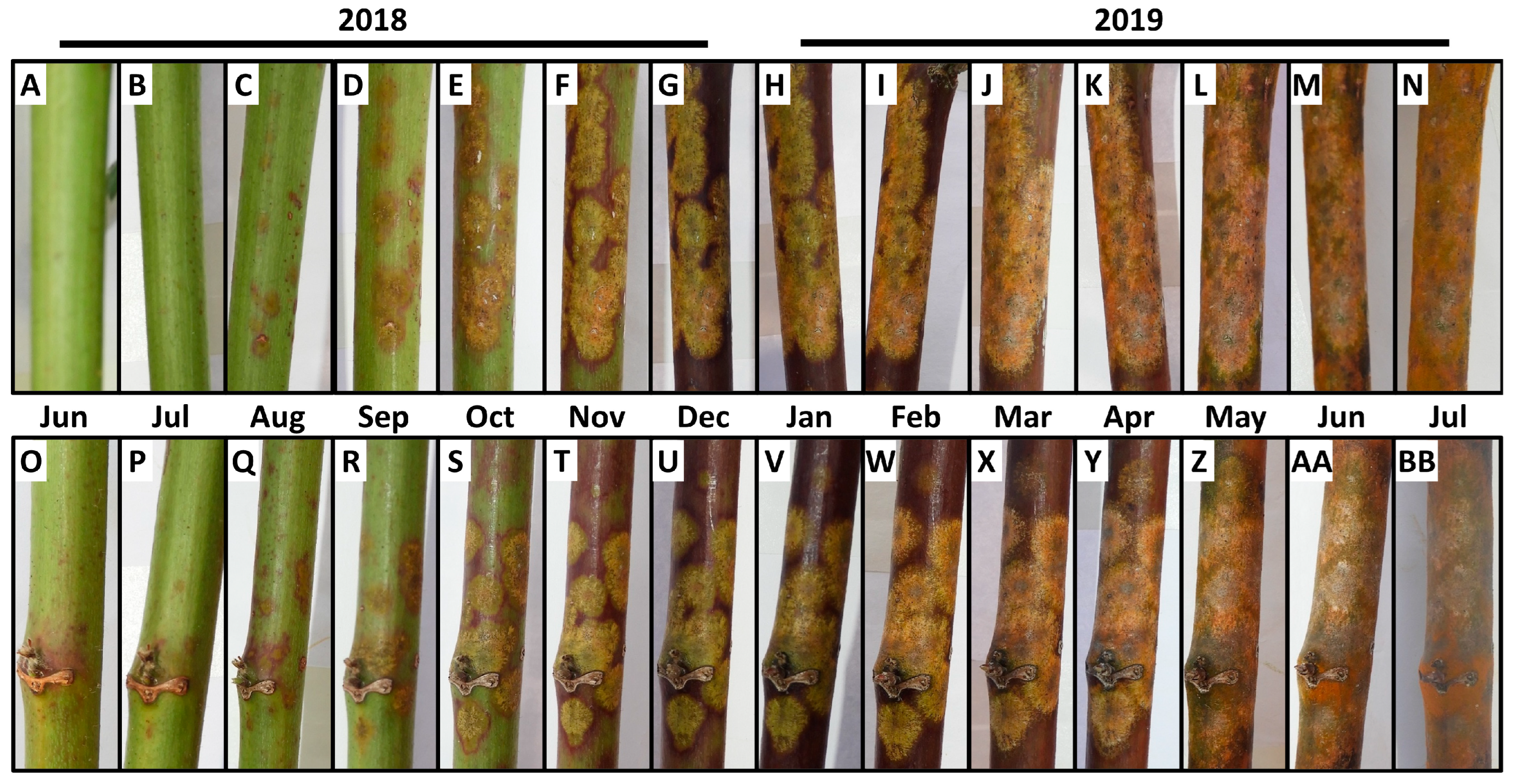 Horticulturae 09 00565 g001 Horticulturae 09 00565 g001