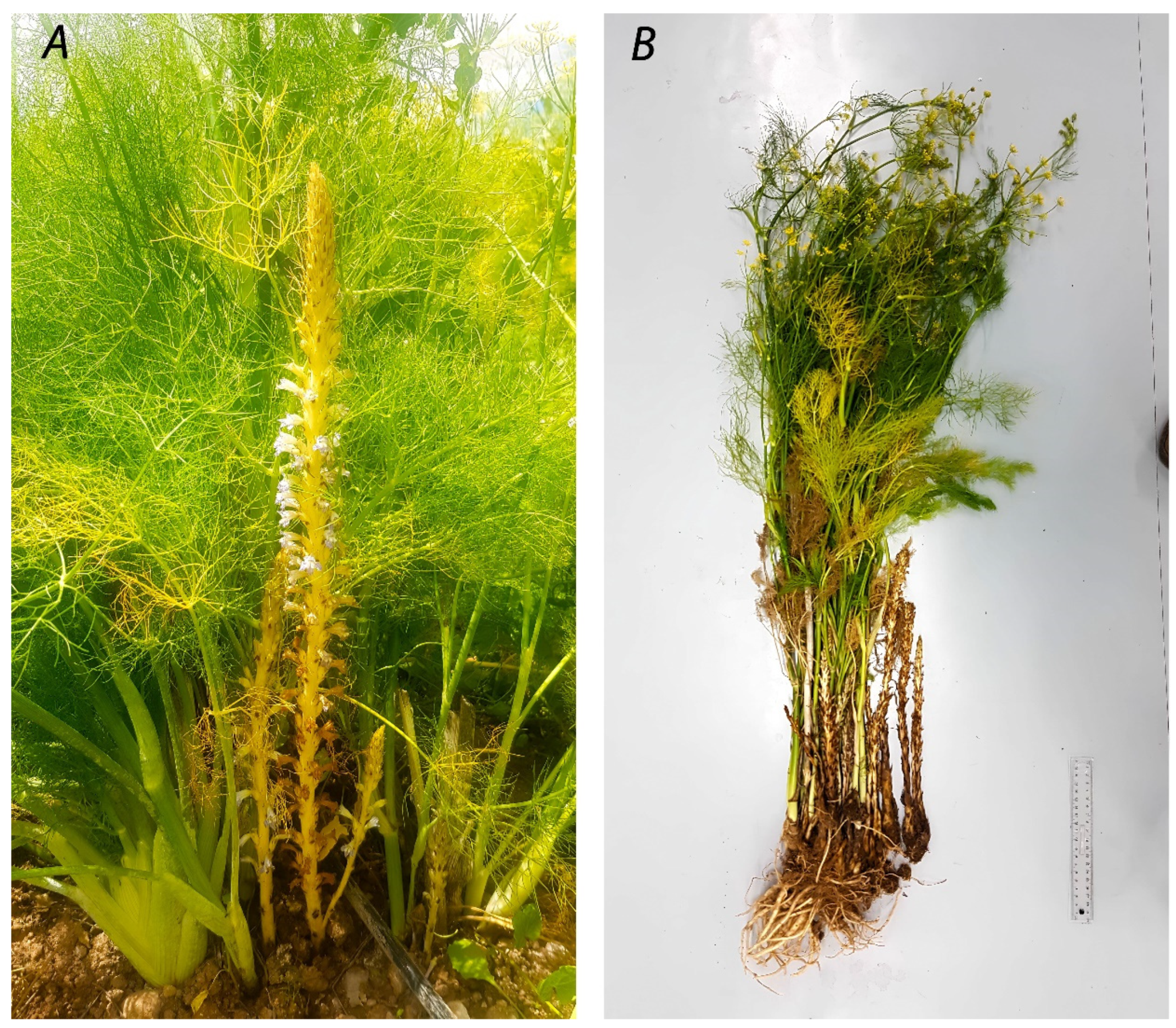 Horticulturae 09 00567 g001