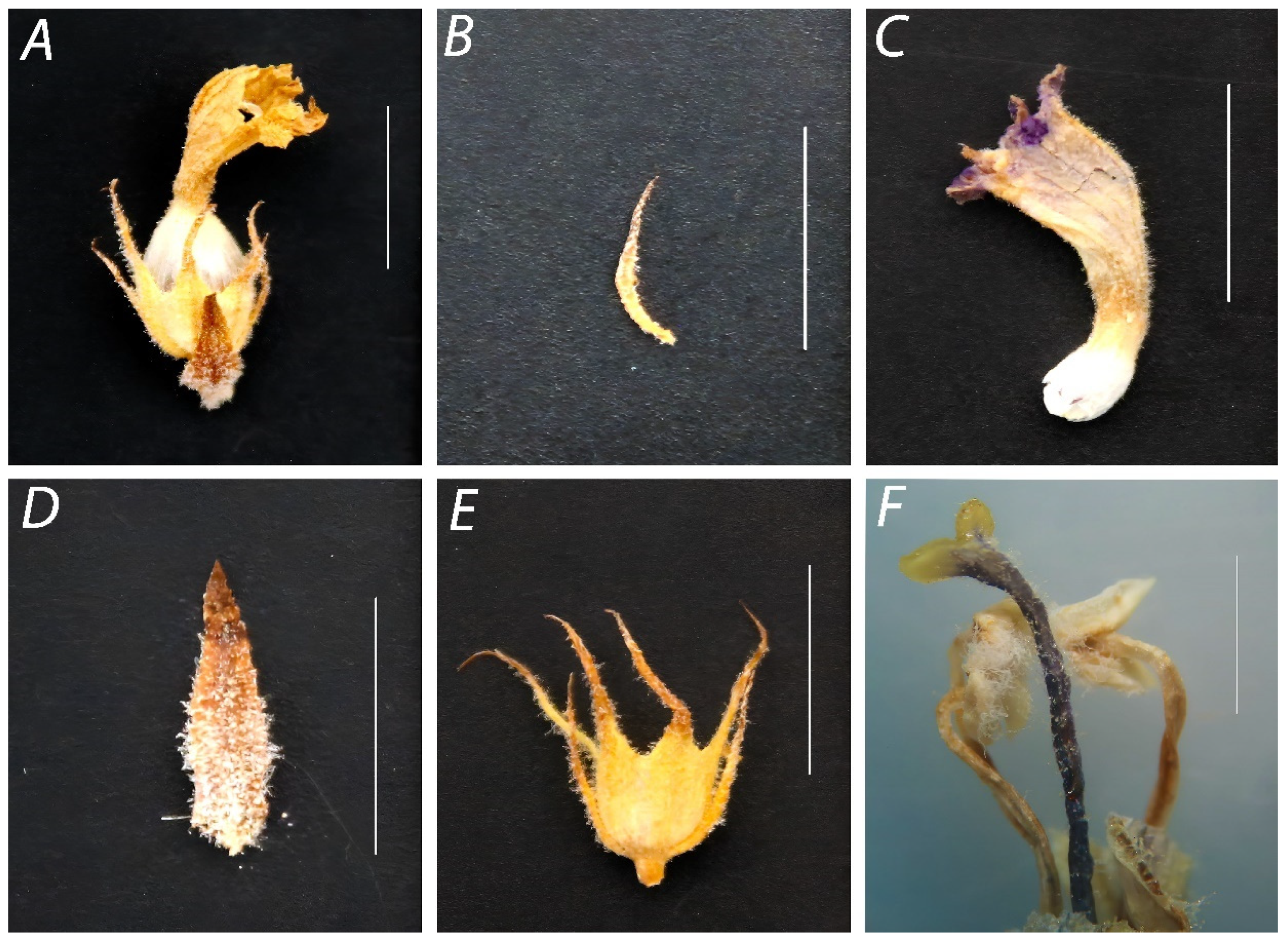 Horticulturae 09 00567 g002