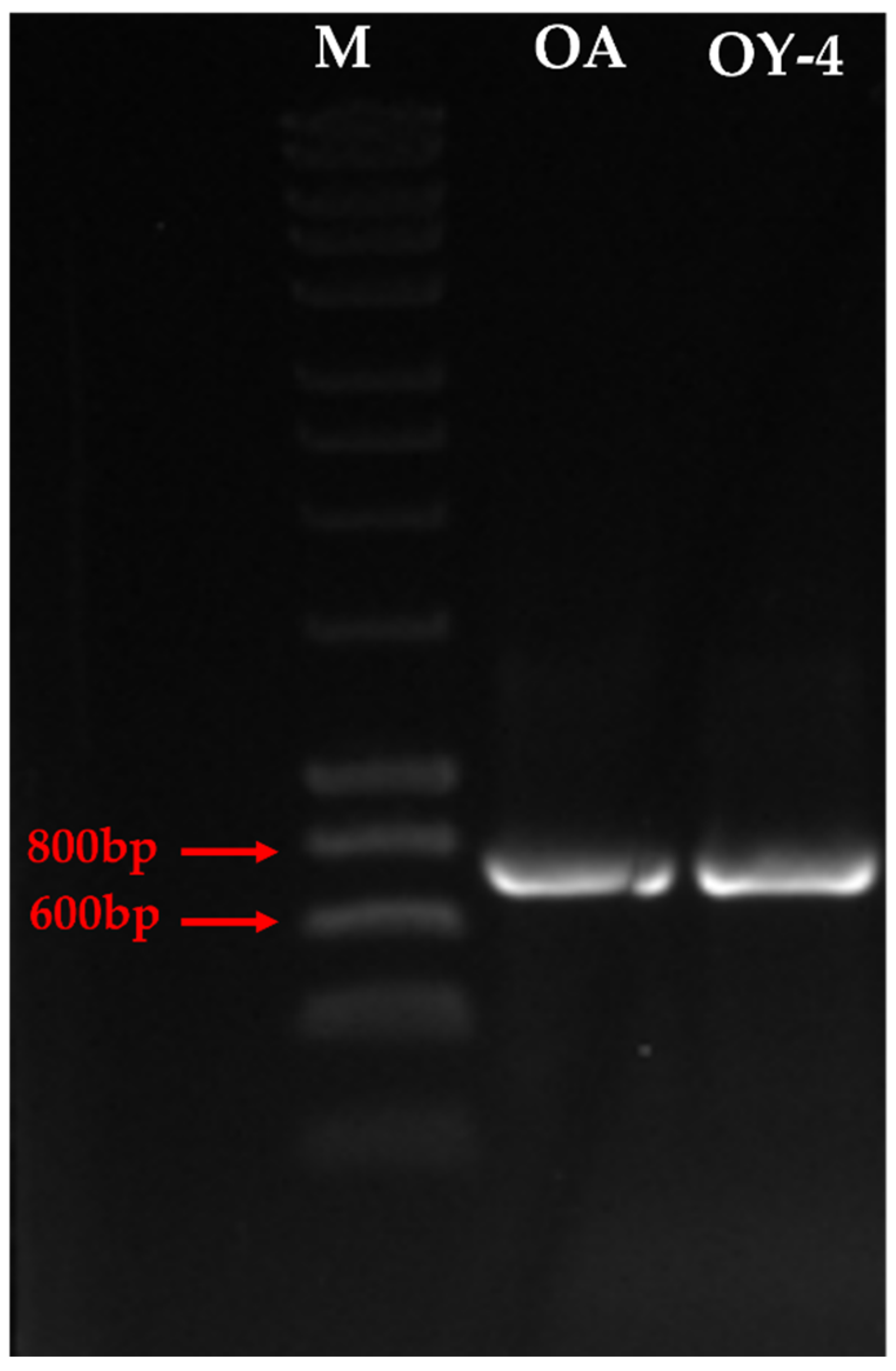 Horticulturae 09 00567 g003