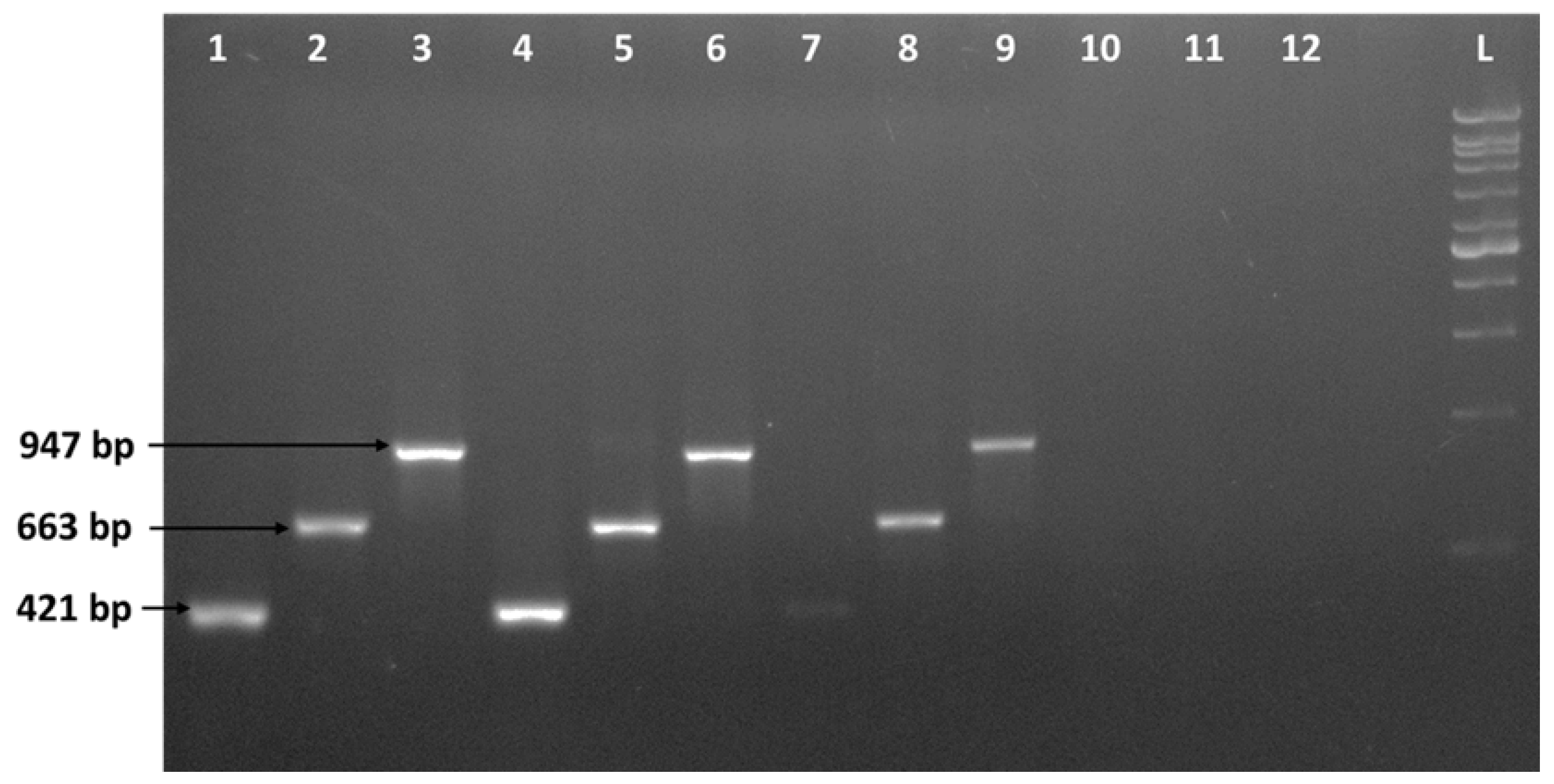 Horticulturae 09 00569 g004 Horticulturae 09 00569 g004