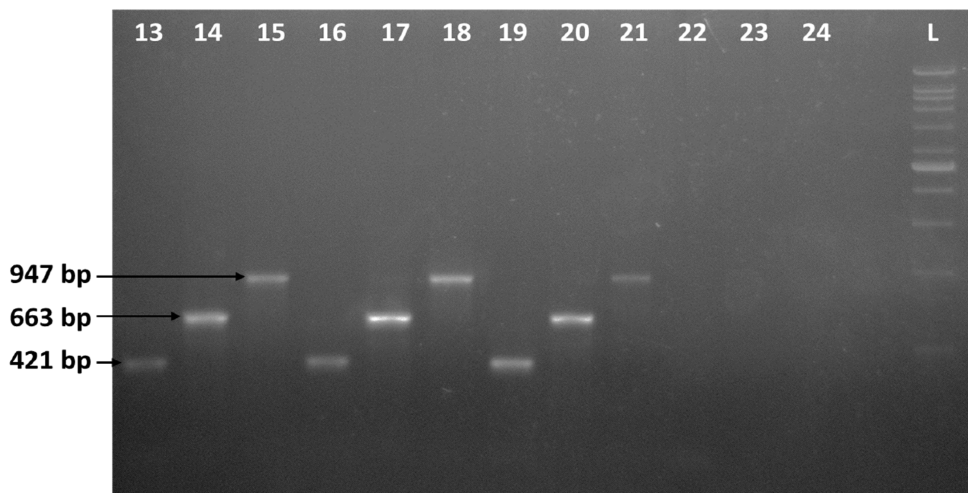 Horticulturae 09 00569 g005 Horticulturae 09 00569 g005