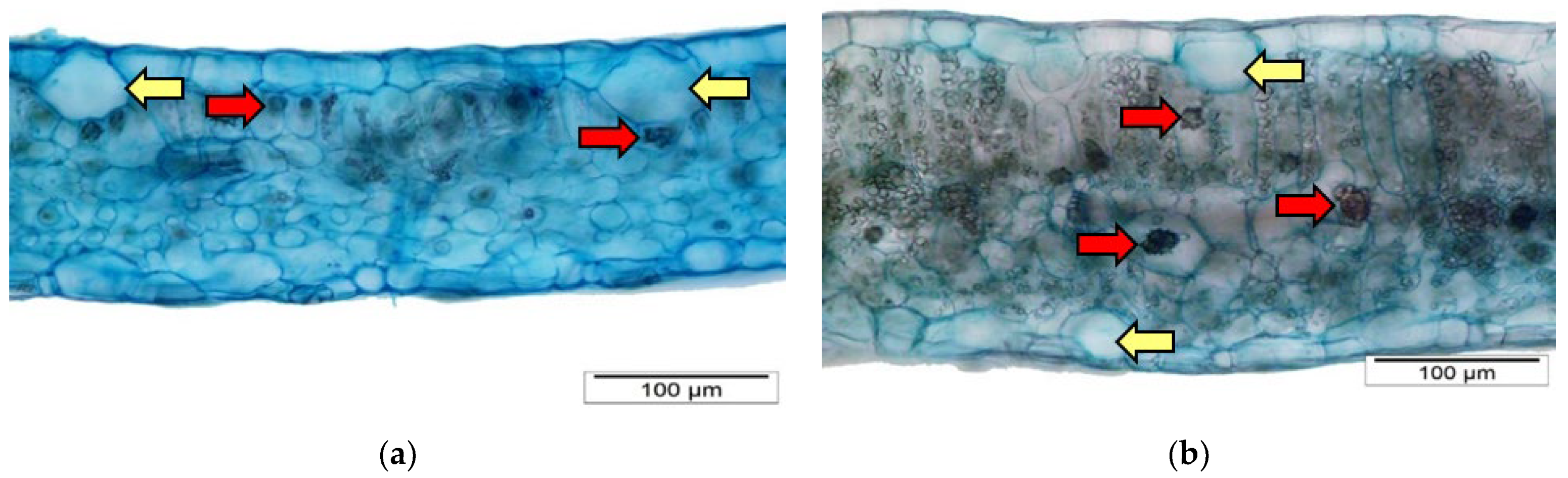 Horticulturae 09 00569 g007a Horticulturae 09 00569 g007a