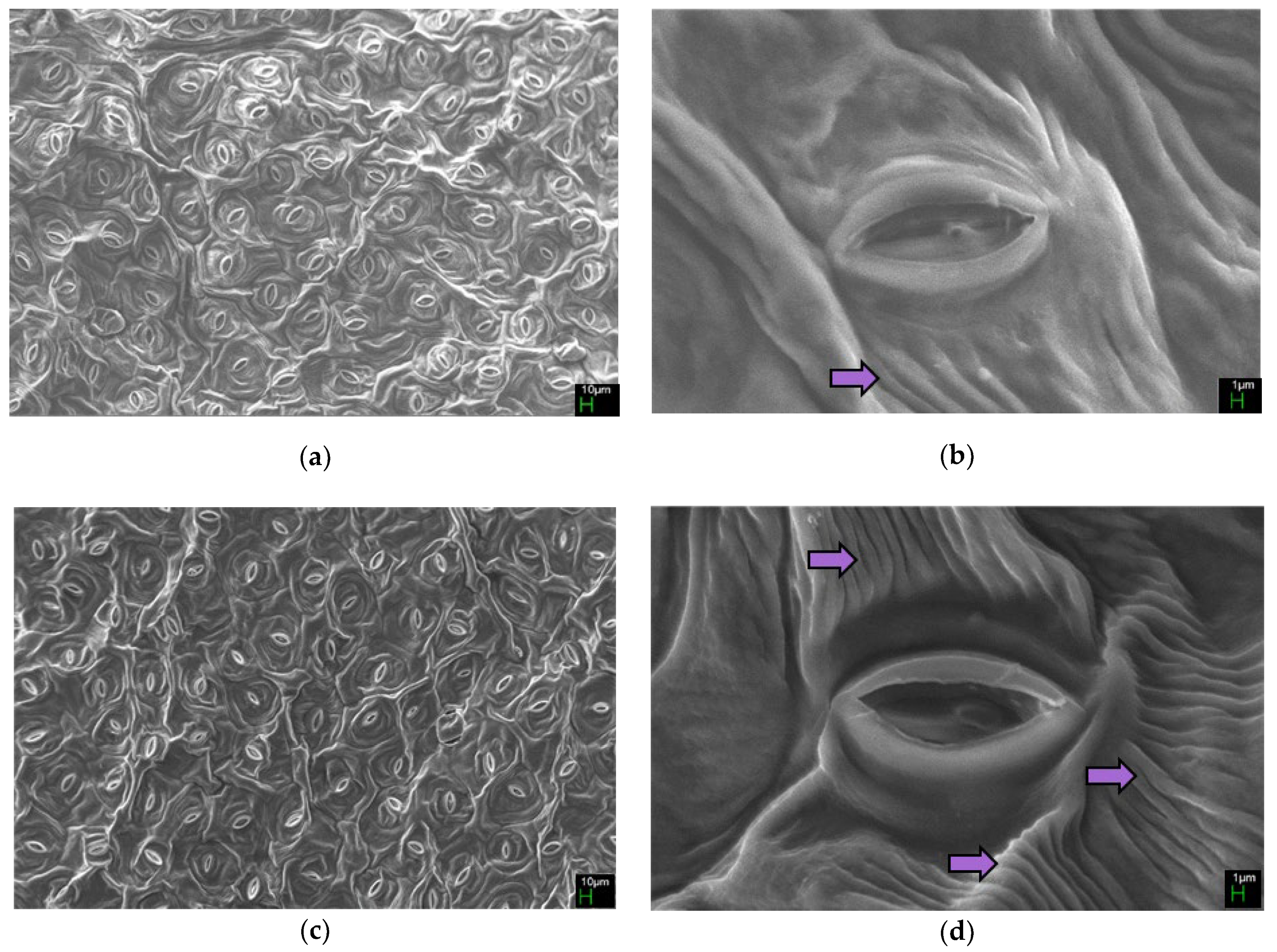 Horticulturae 09 00569 g008 Horticulturae 09 00569 g008