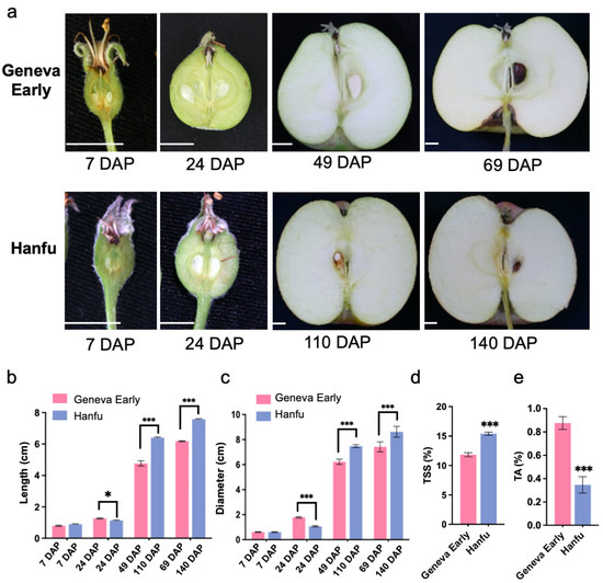 Horticulturae Free FullText Transcriptomic Analysis Revealed the