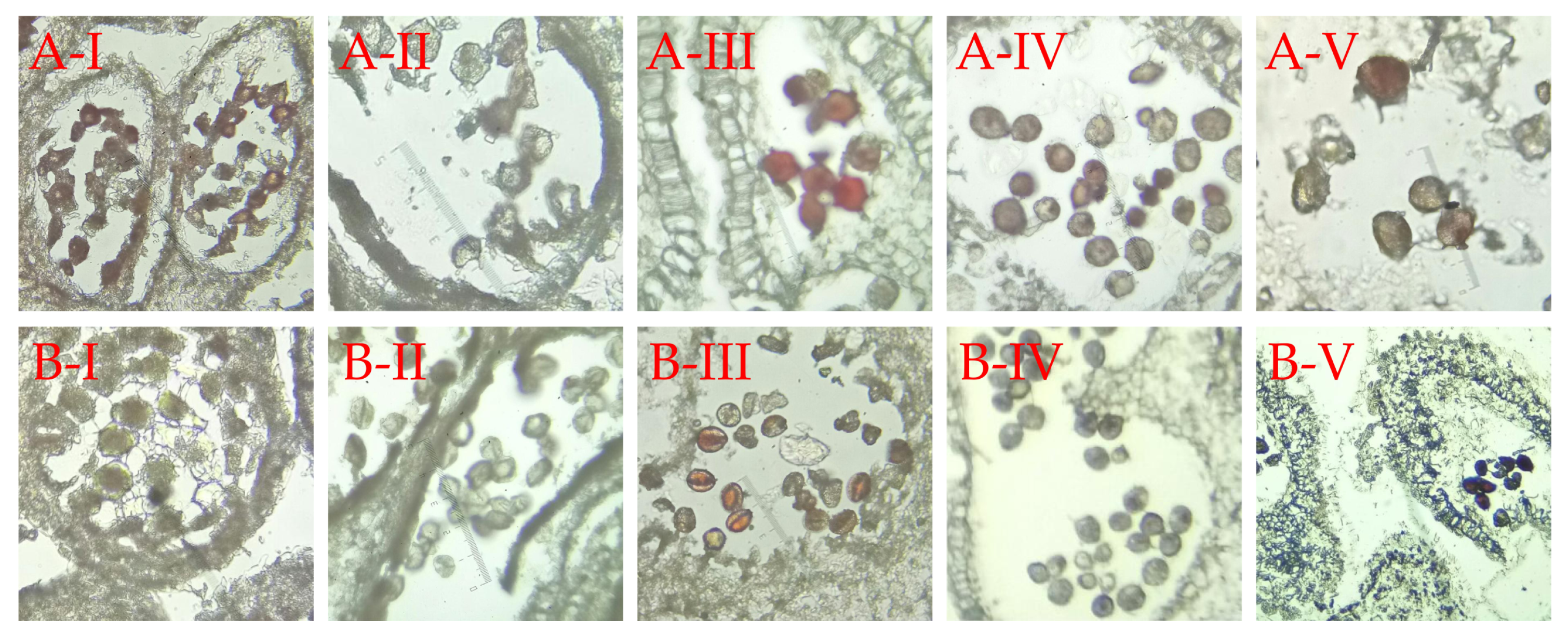 Horticulturae 09 00576 g002