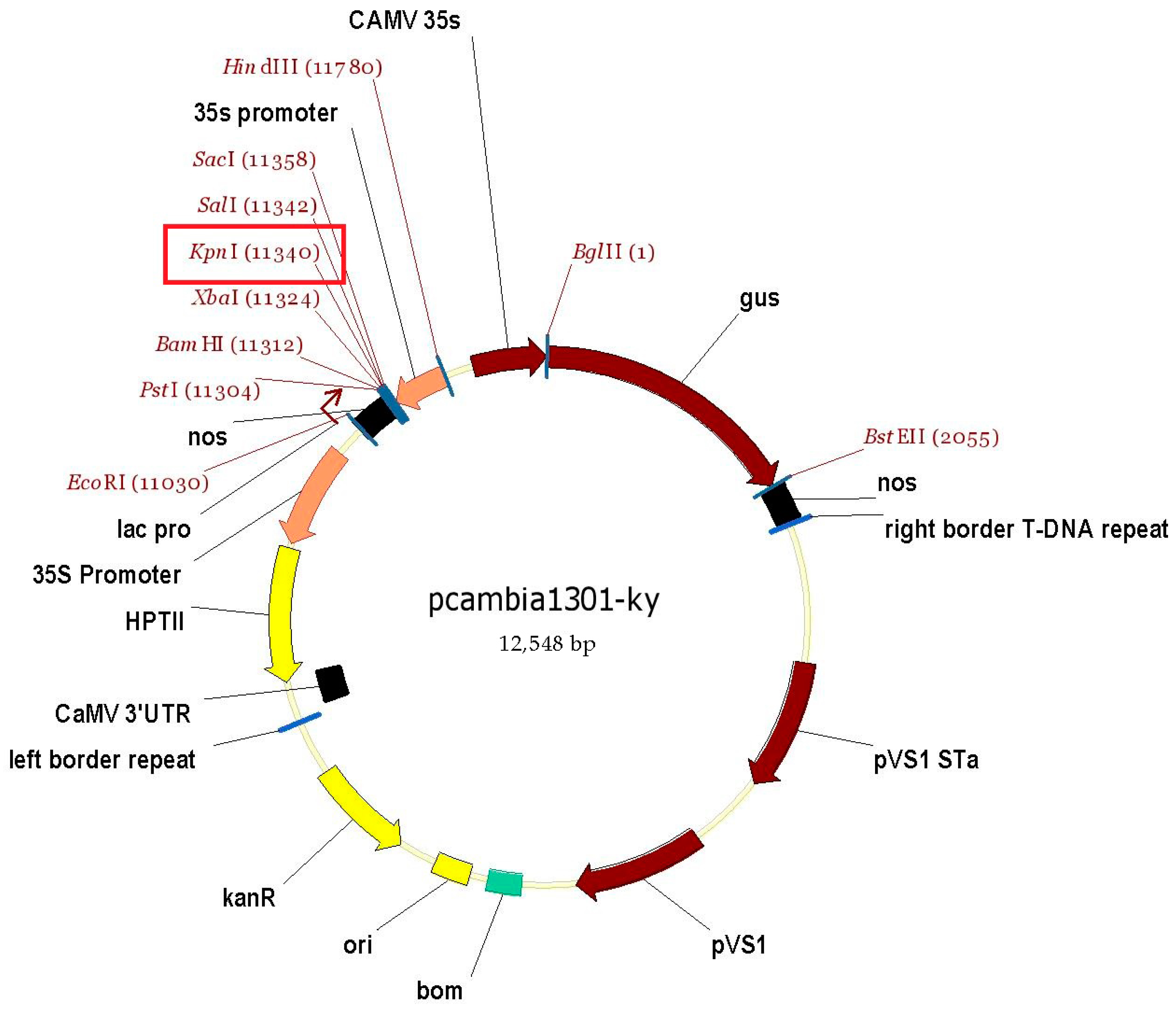 Horticulturae 09 00587 g001 Horticulturae 09 00587 g001
