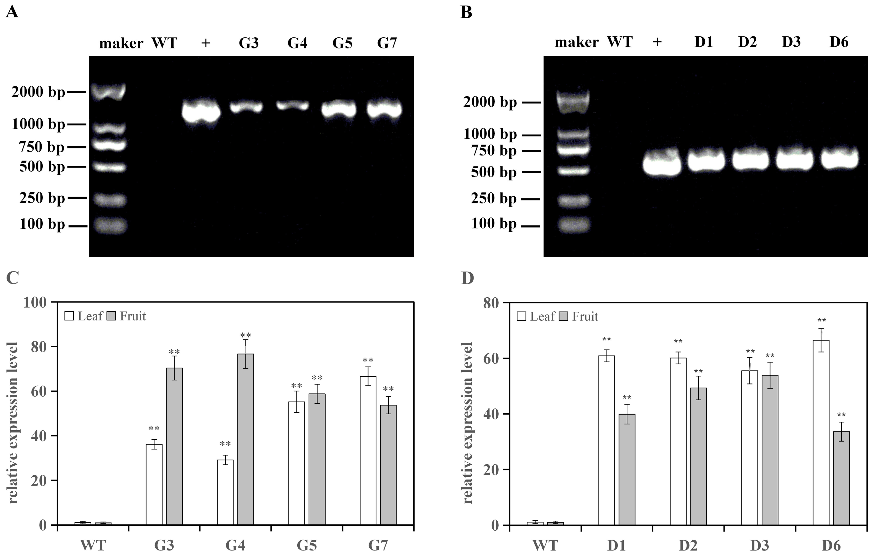 Horticulturae 09 00587 g002 Horticulturae 09 00587 g002