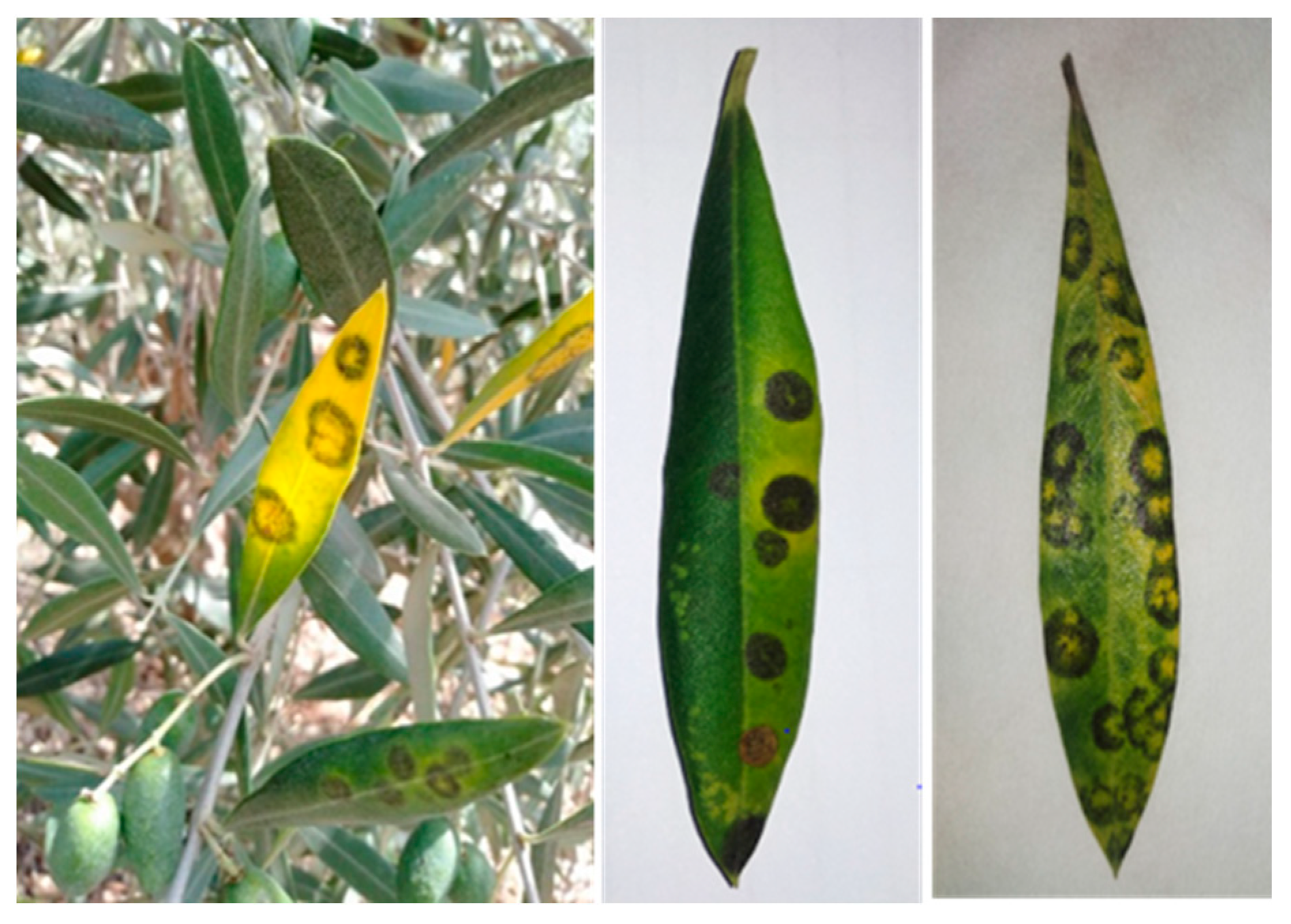 Horticulturae Free FullText Differential Response of Olive