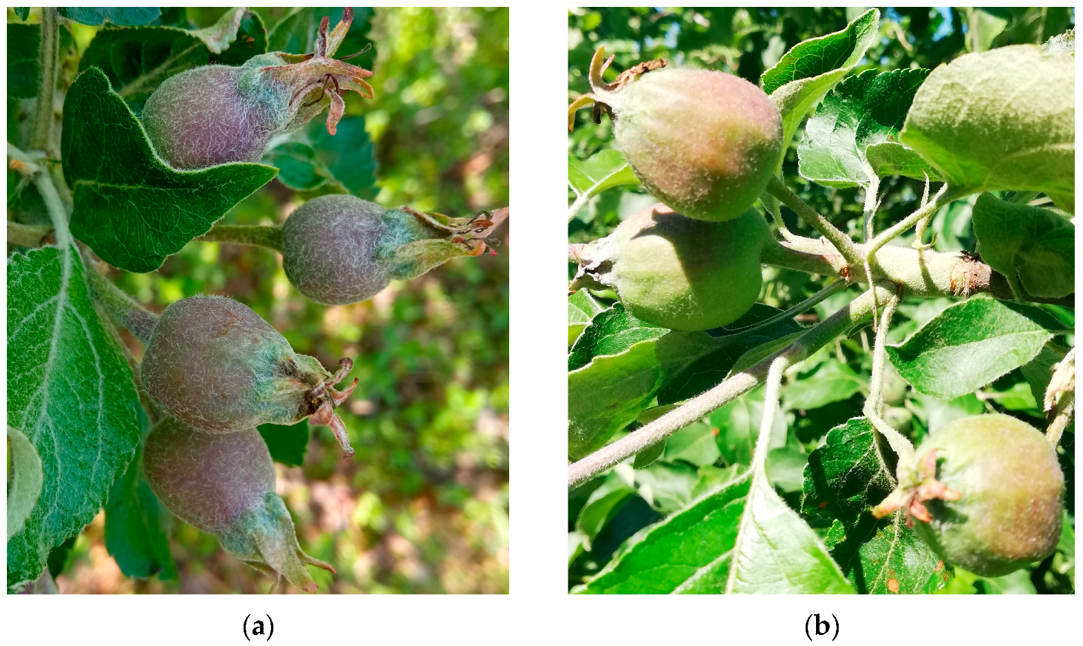 Horticulturae 09 00591 g002