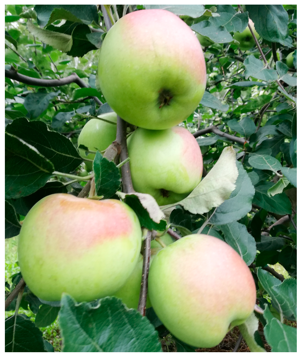 Horticulturae 09 00591 g011