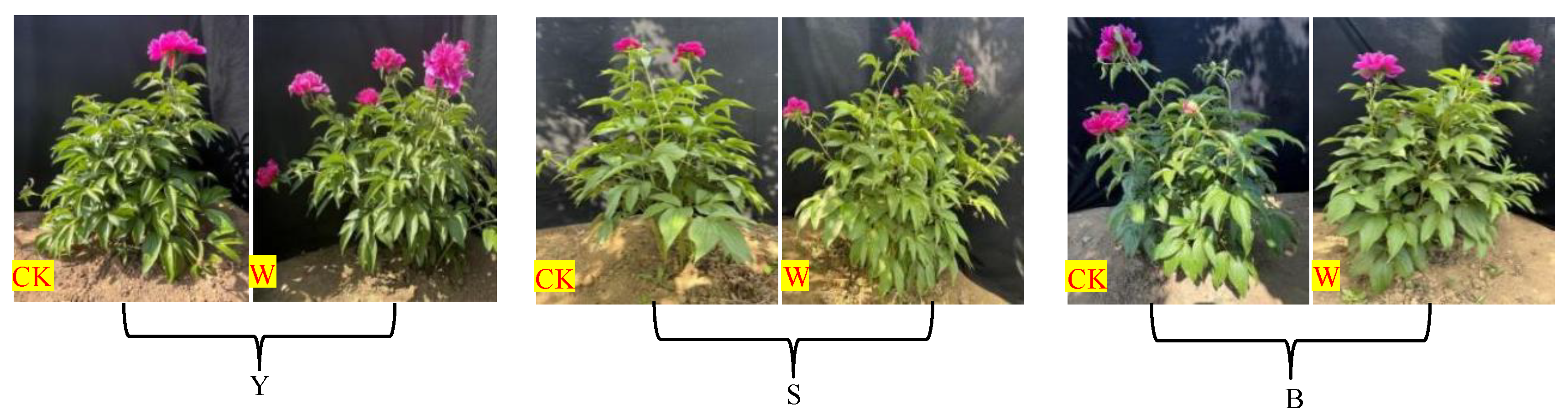 Horticulturae 09 00602 g002 Horticulturae 09 00602 g002