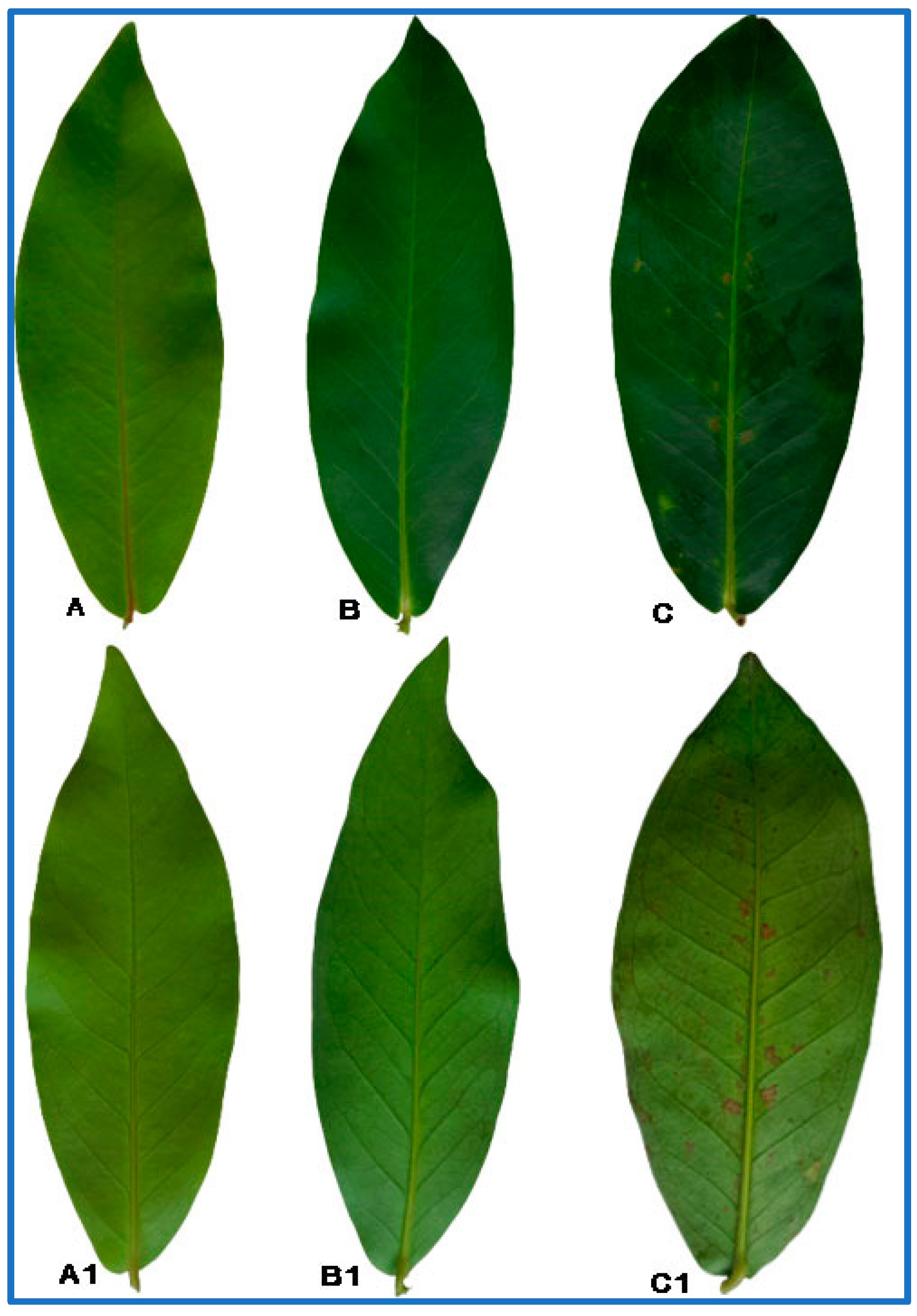 Horticulturae 09 00609 g001