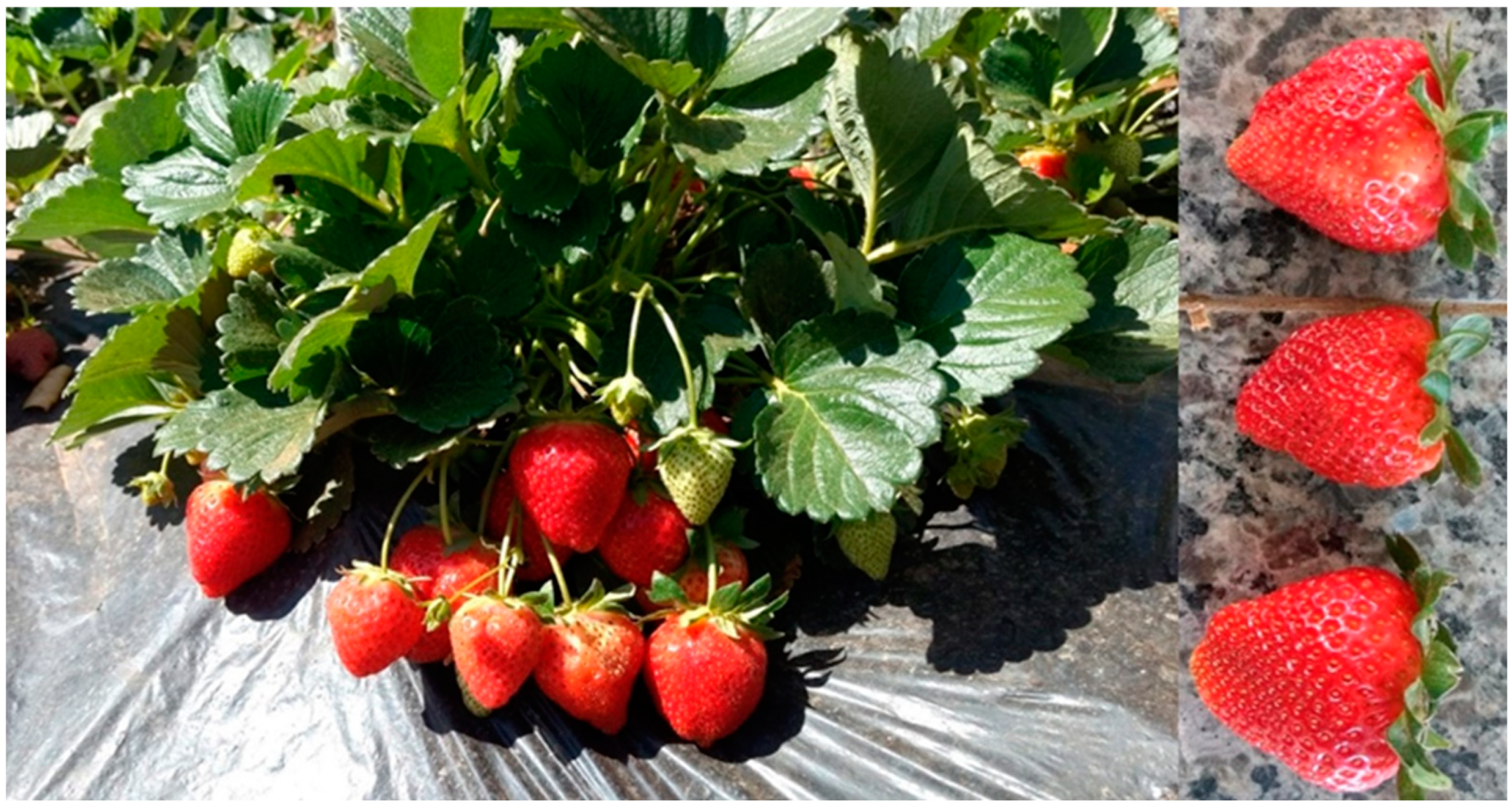 Horticulturae 09 00614 g009 Horticulturae 09 00614 g009