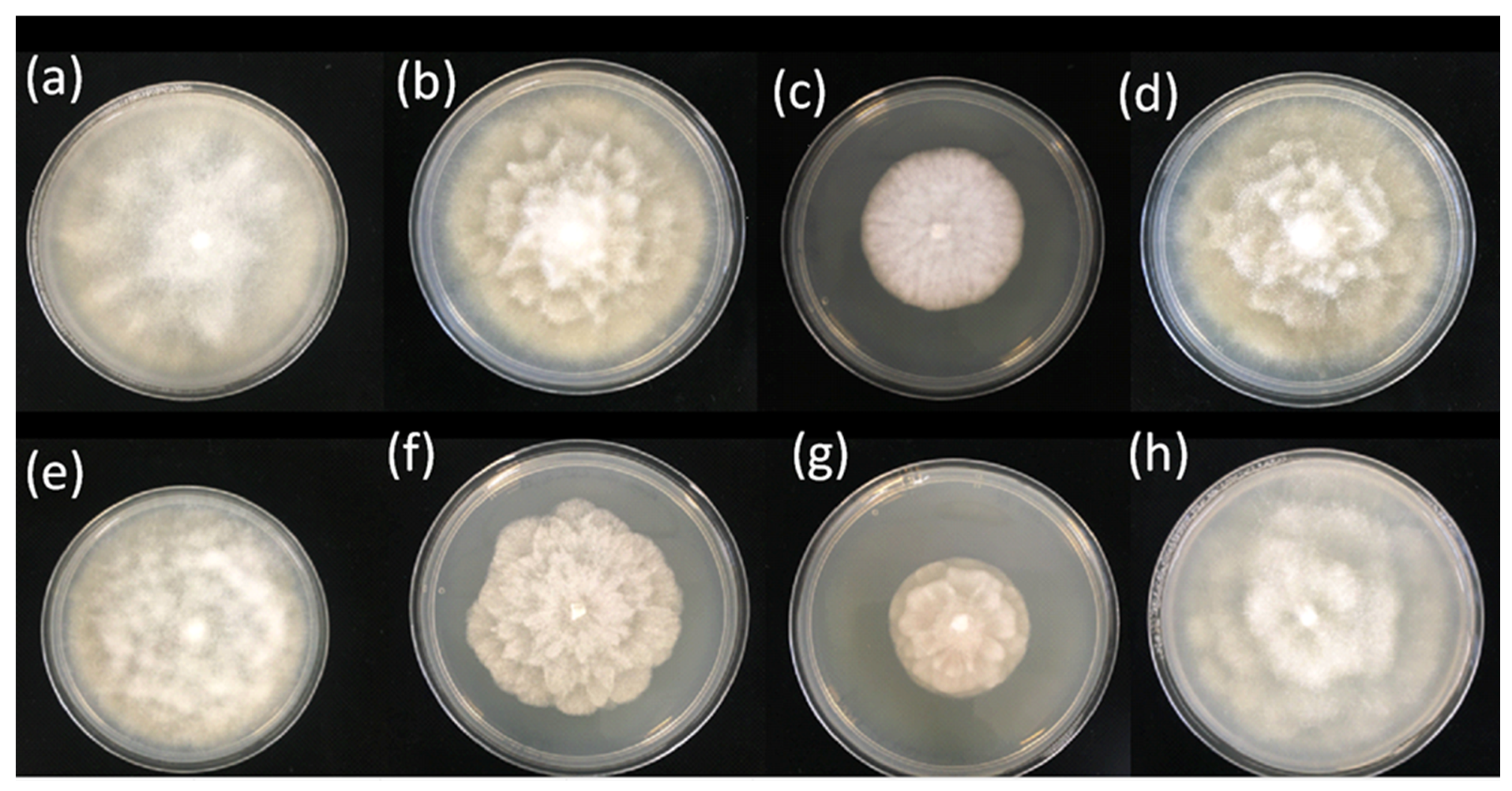 Horticulturae 09 00616 g004