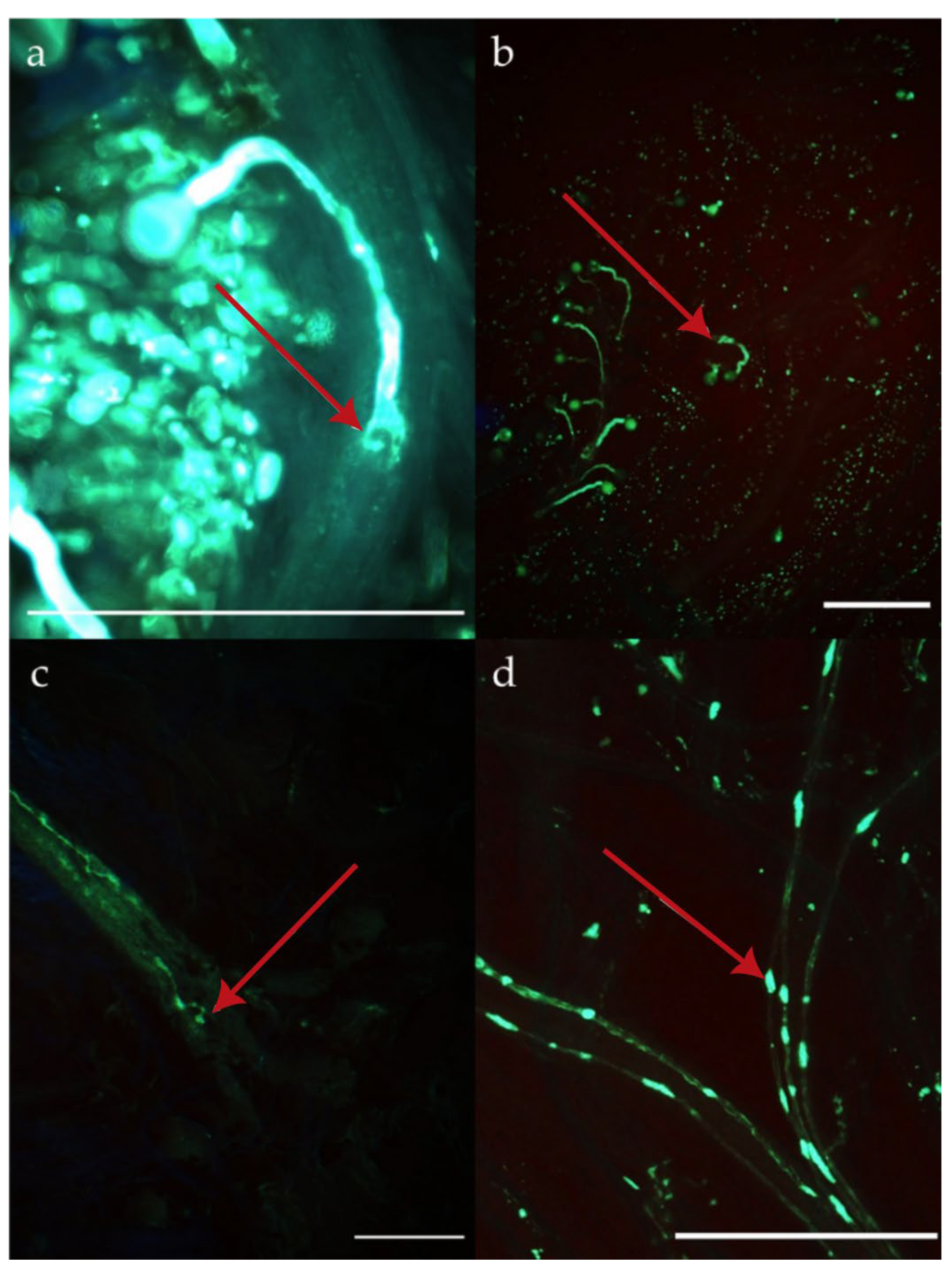 Horticulturae 09 00617 g001
