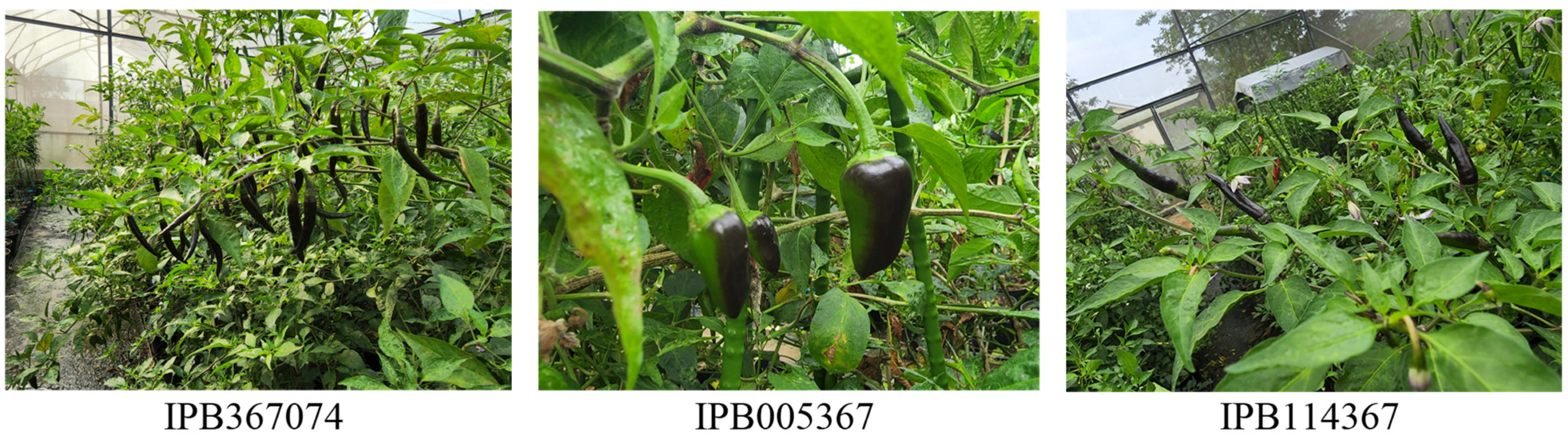 Horticulturae 09 00620 g001