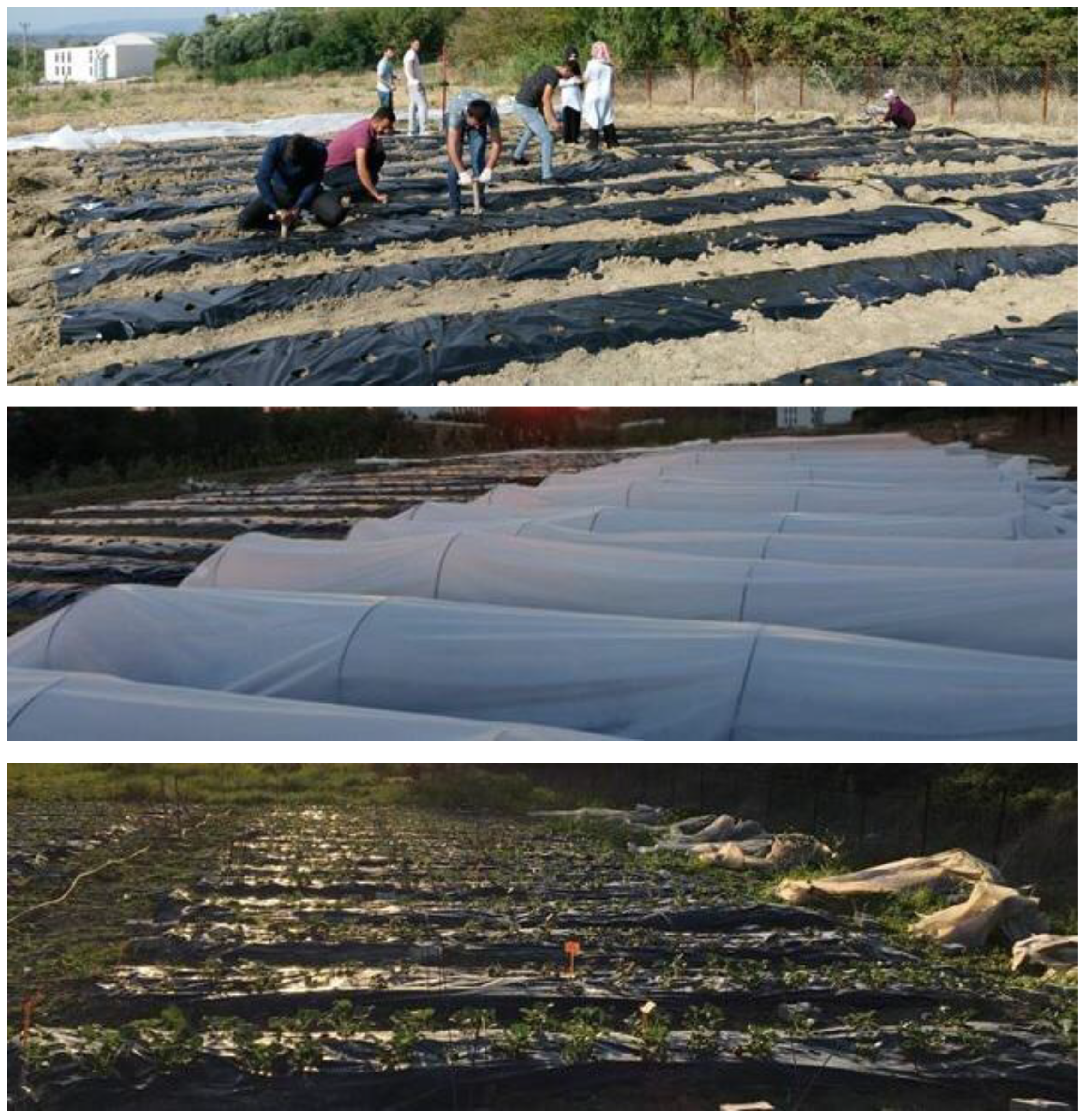 Horticulturae 09 00642 g001 Horticulturae 09 00642 g001