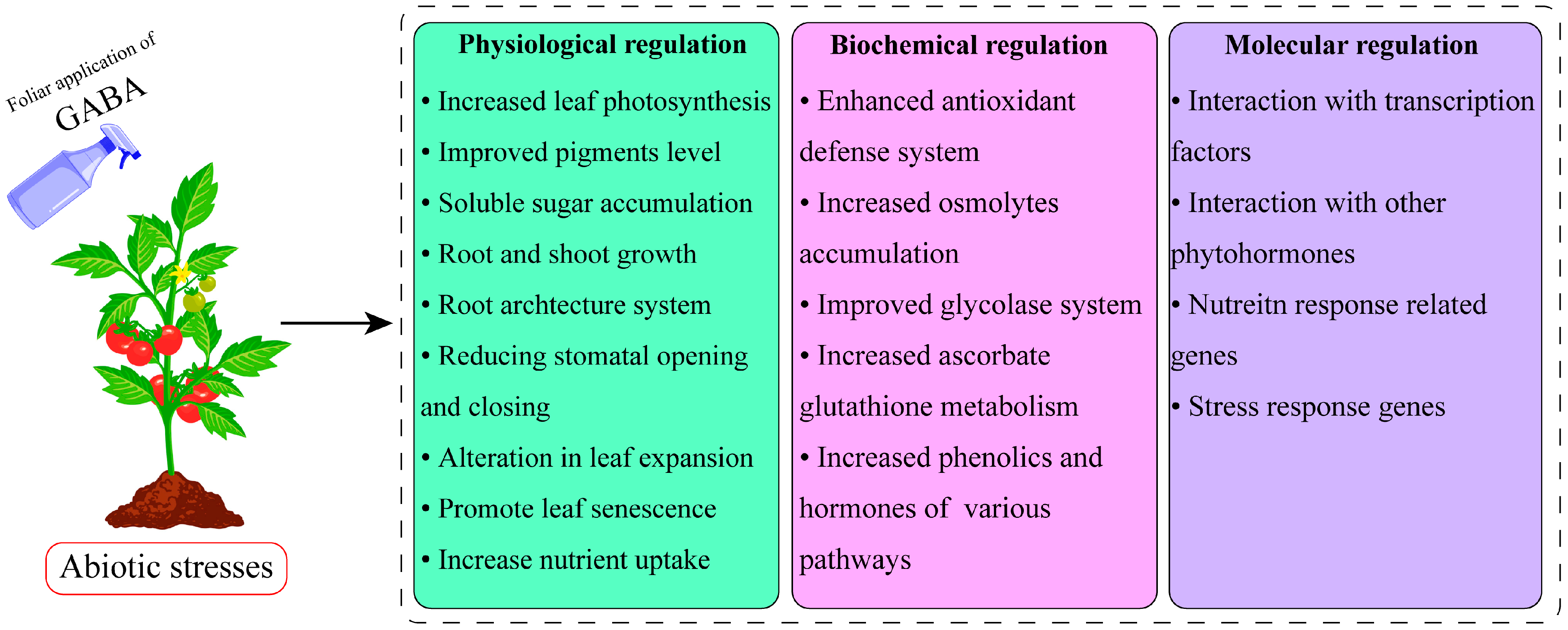 γ Aminobutyric Acid (GABA): A Key Player in Alleviating Abiotic Stress ...