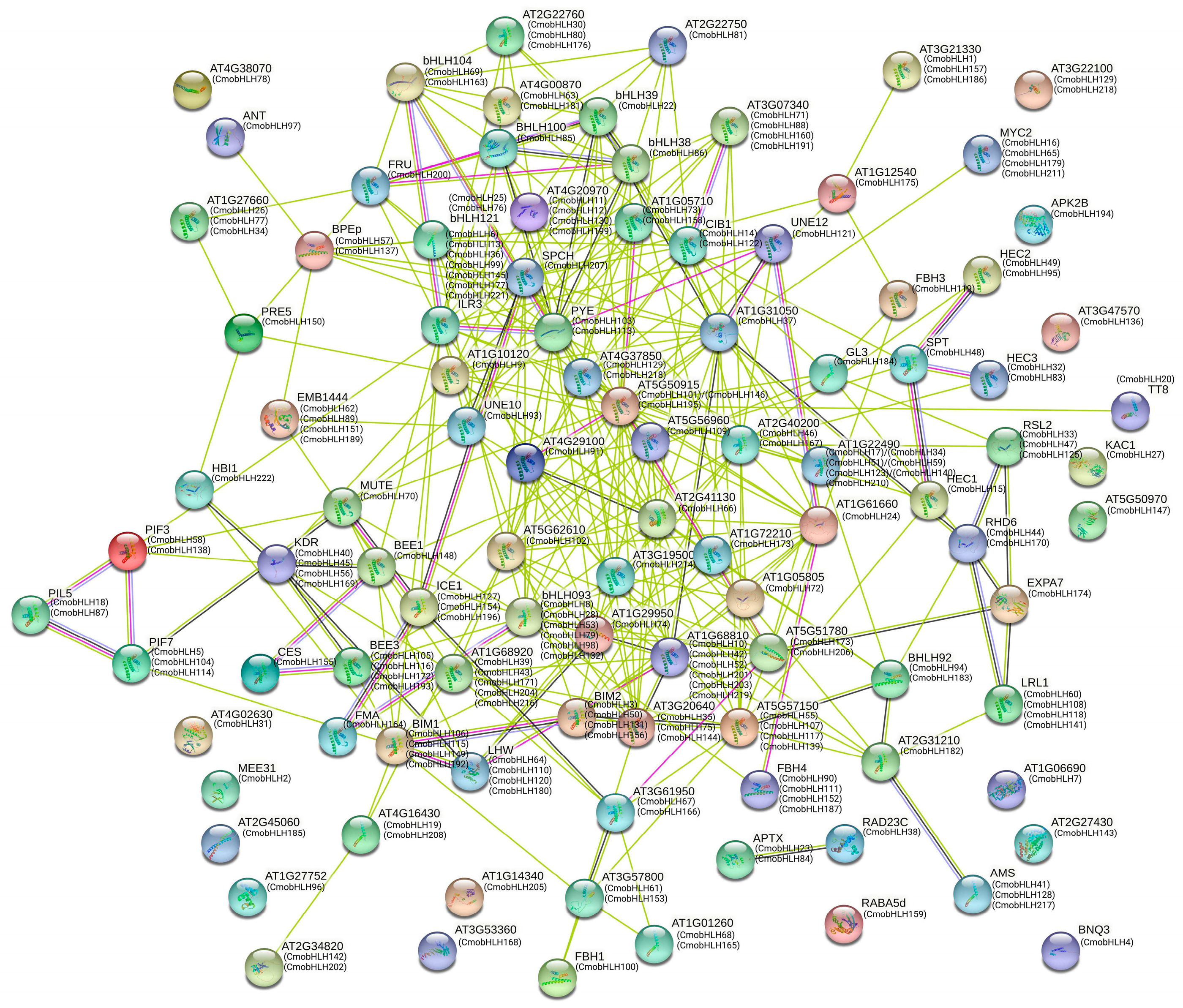 Molecular Characterization and Expression of CmobHLH Genes