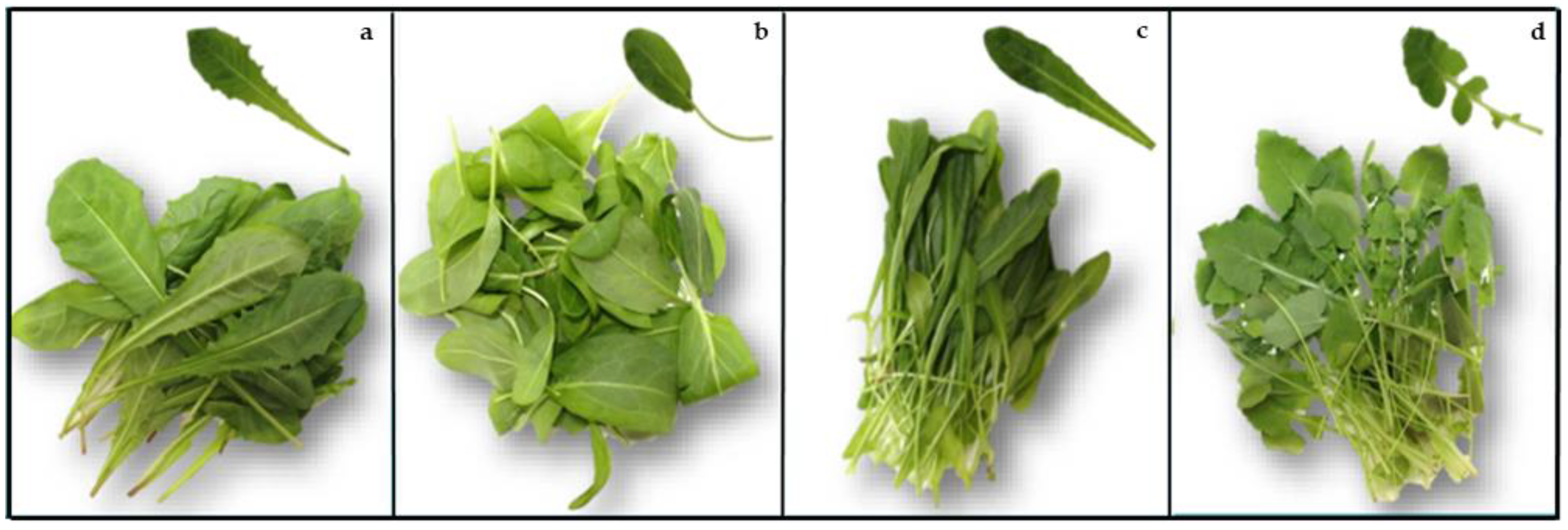 commercial vegetable cutting leafy vegetable Spinach/Parsley