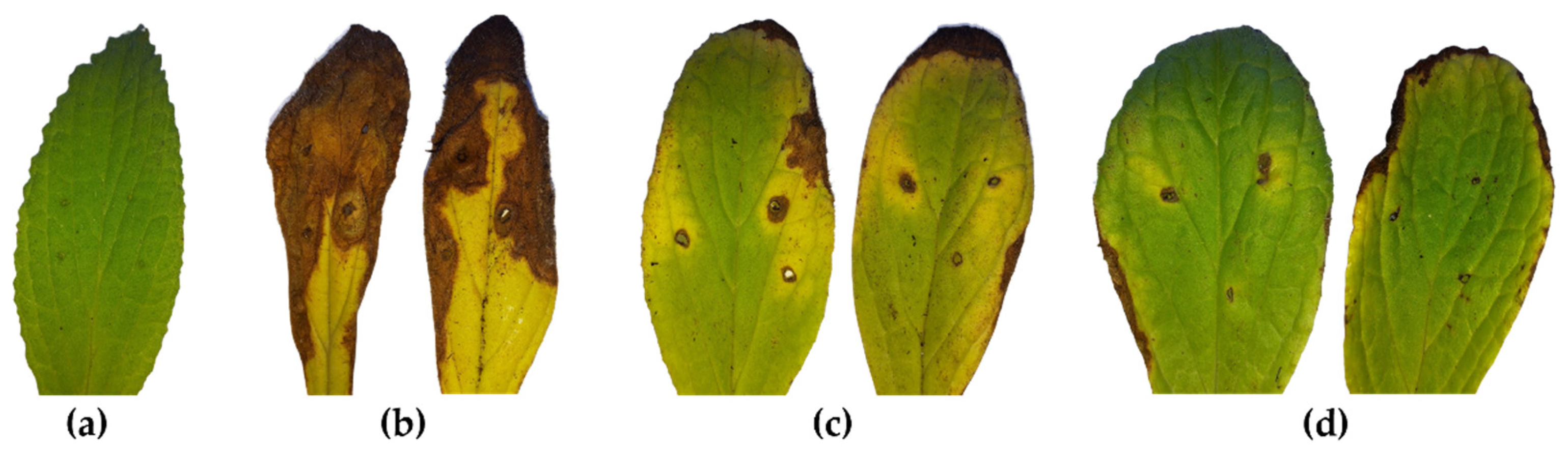 Horticulturae 09 00652 g002 Horticulturae 09 00652 g002