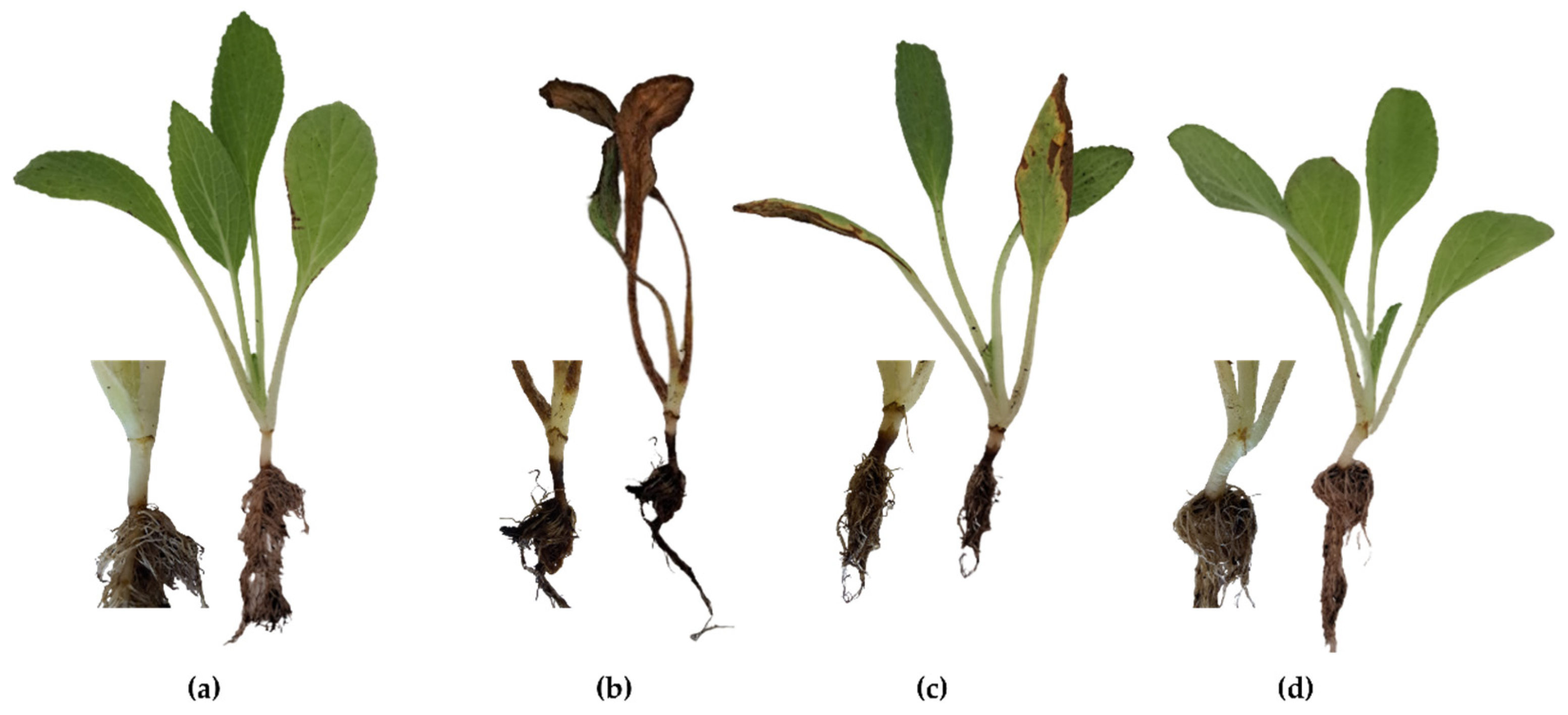 Horticulturae 09 00652 g003 Horticulturae 09 00652 g003