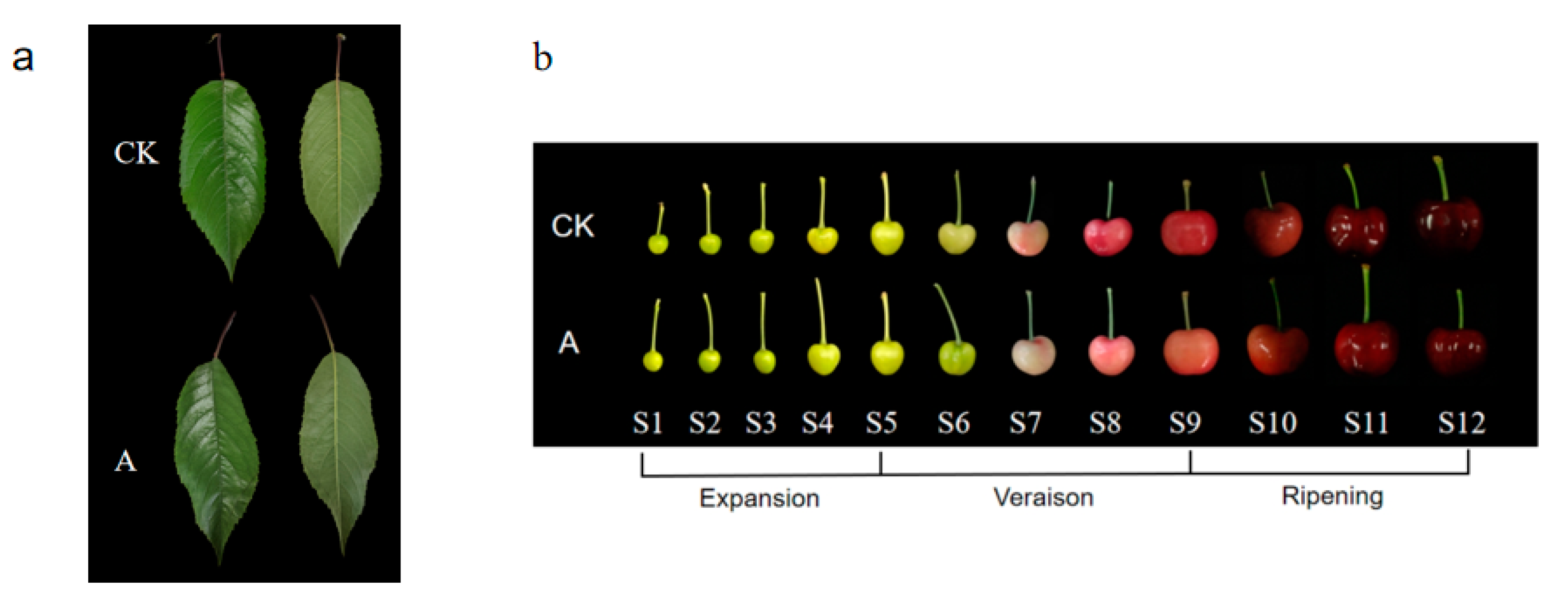 Horticulturae 09 00654 g001