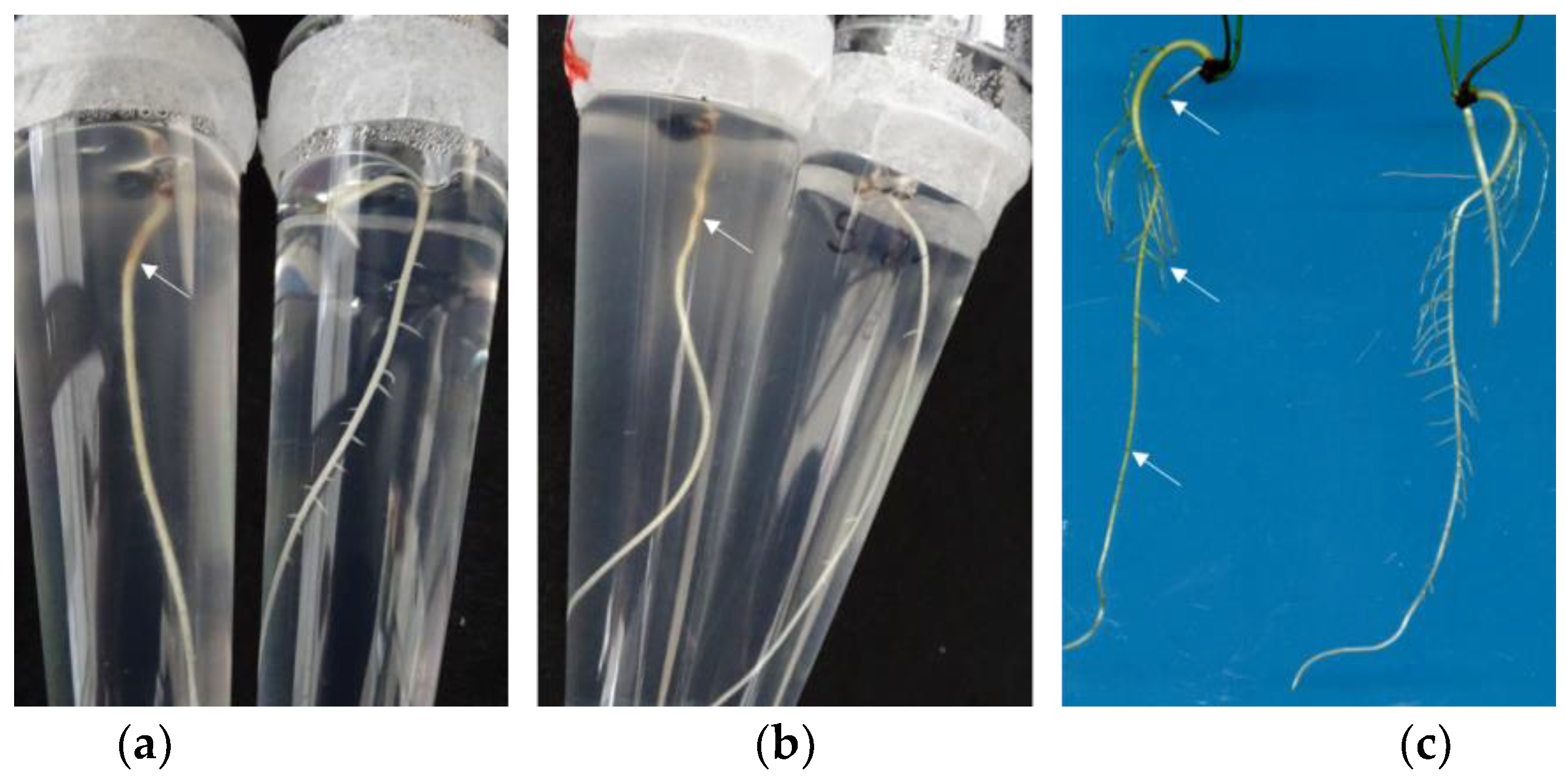 Horticulturae 09 00656 g004
