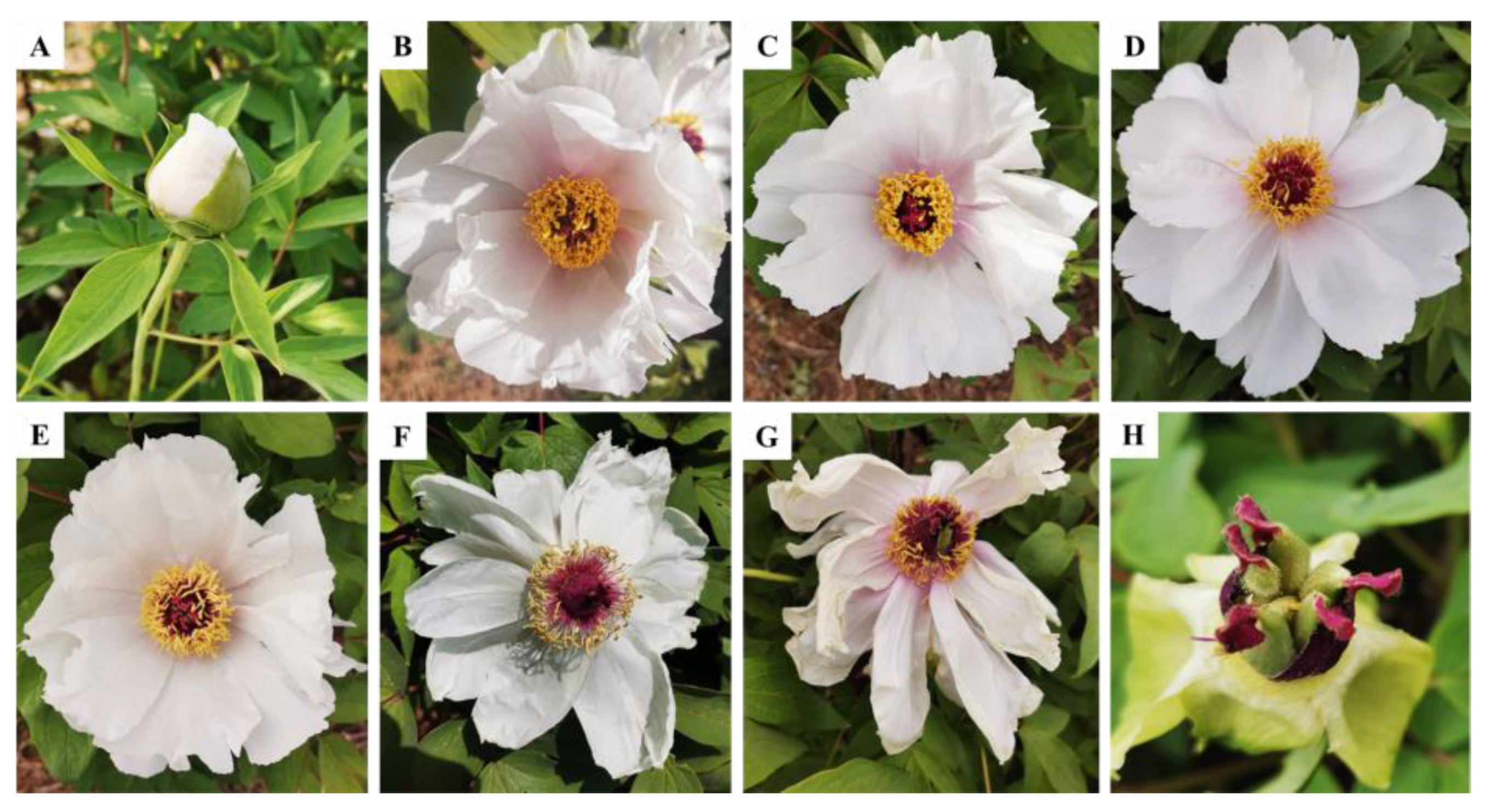 Horticulturae 09 00658 g001 Horticulturae 09 00658 g001