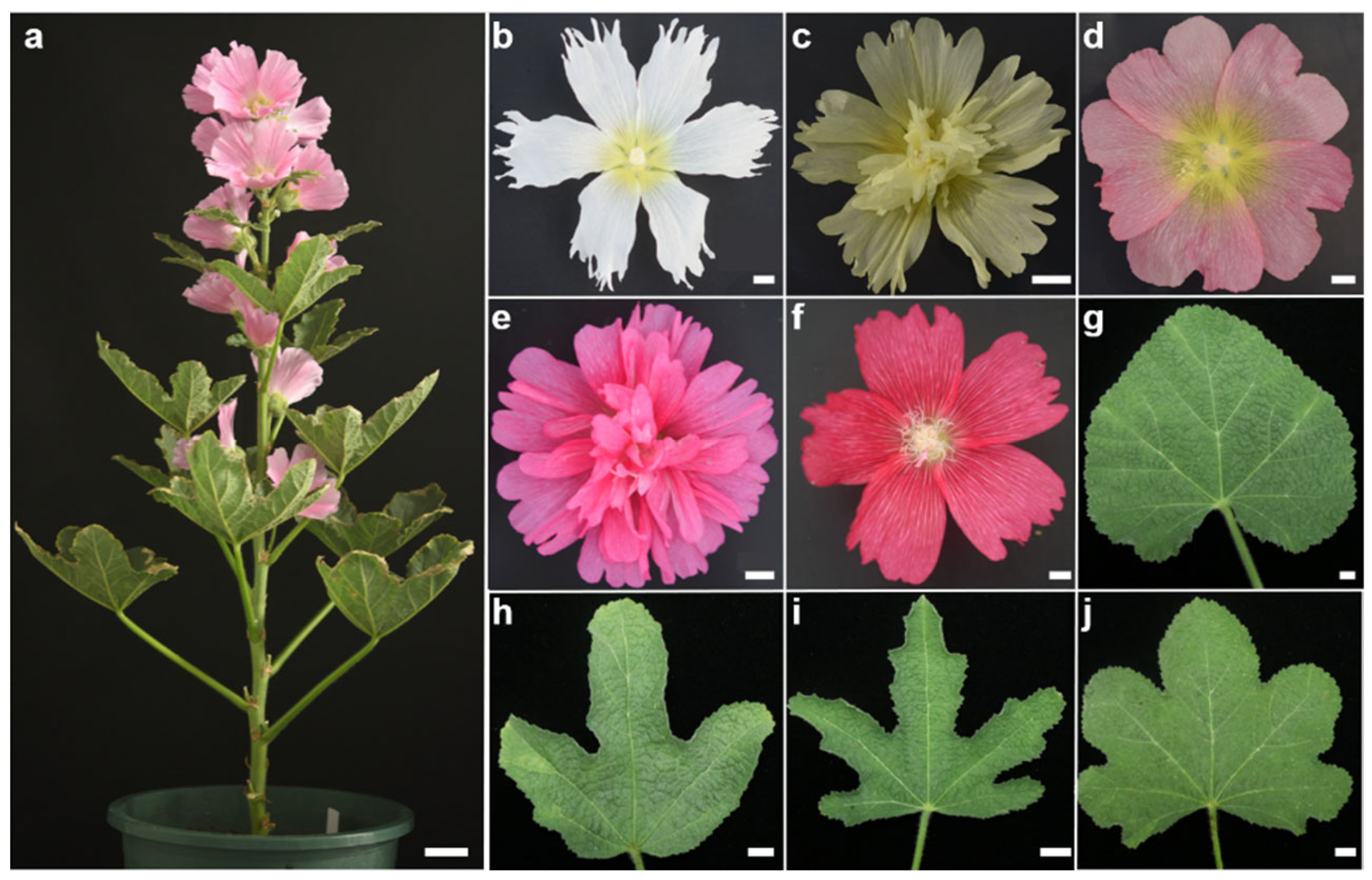 Horticulturae 09 00662 g002 Horticulturae 09 00662 g002