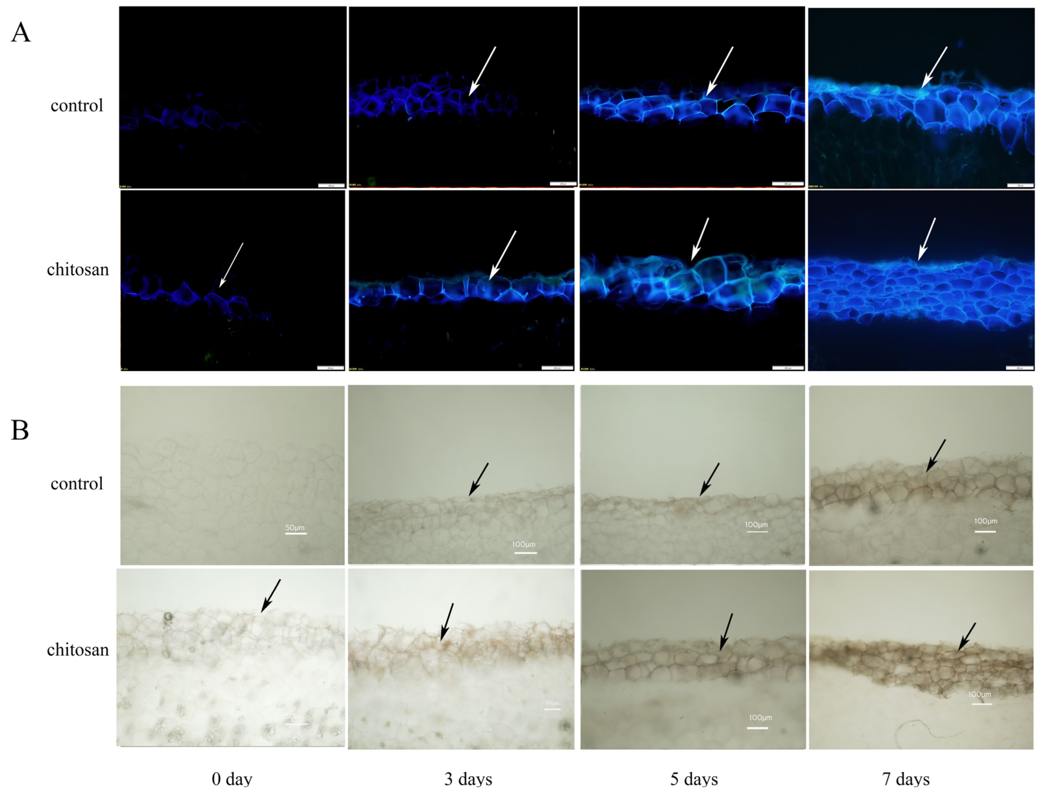 Horticulturae 09 00663 g003 Horticulturae 09 00663 g003