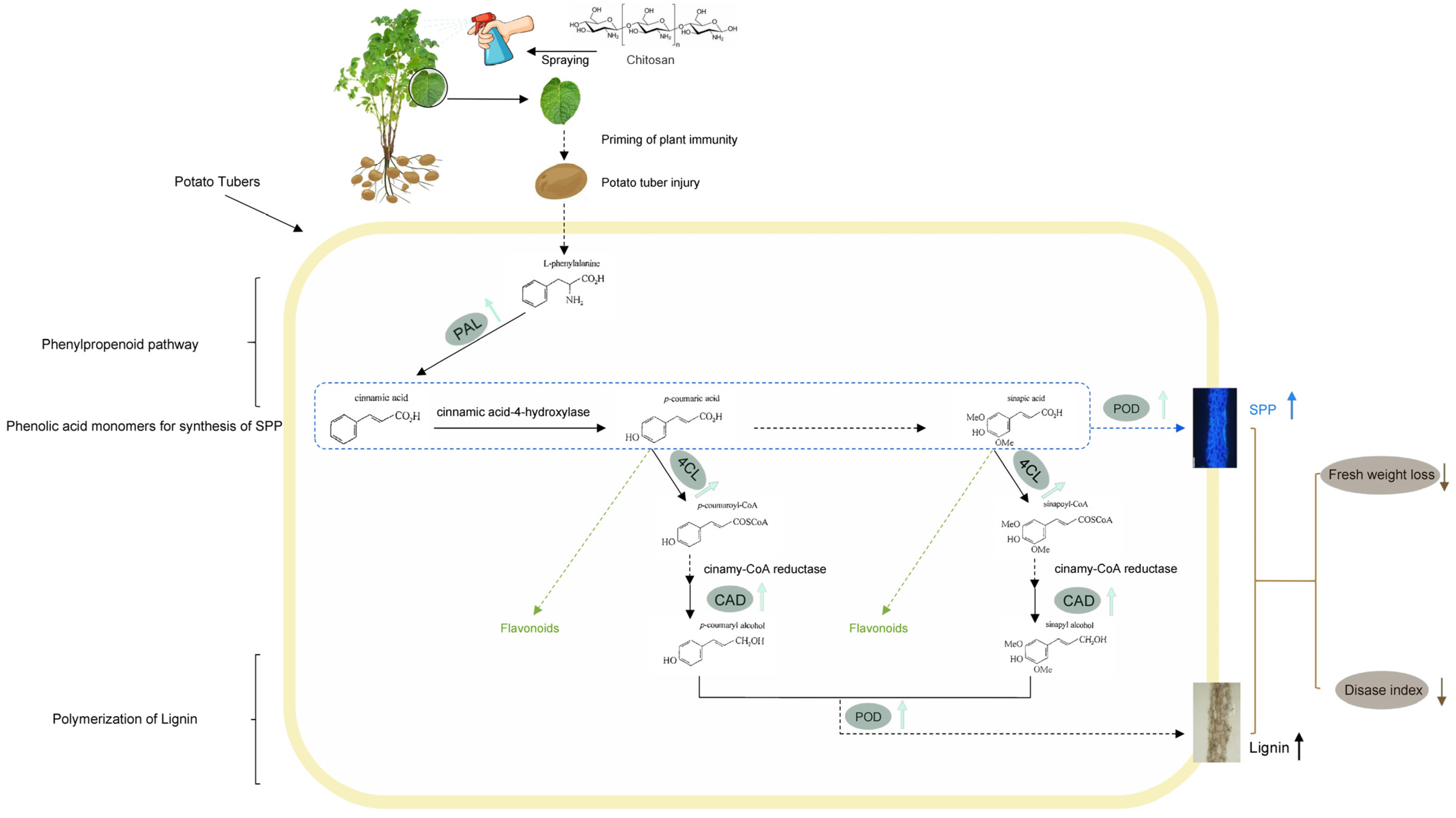 Horticulturae 09 00663 g007 Horticulturae 09 00663 g007