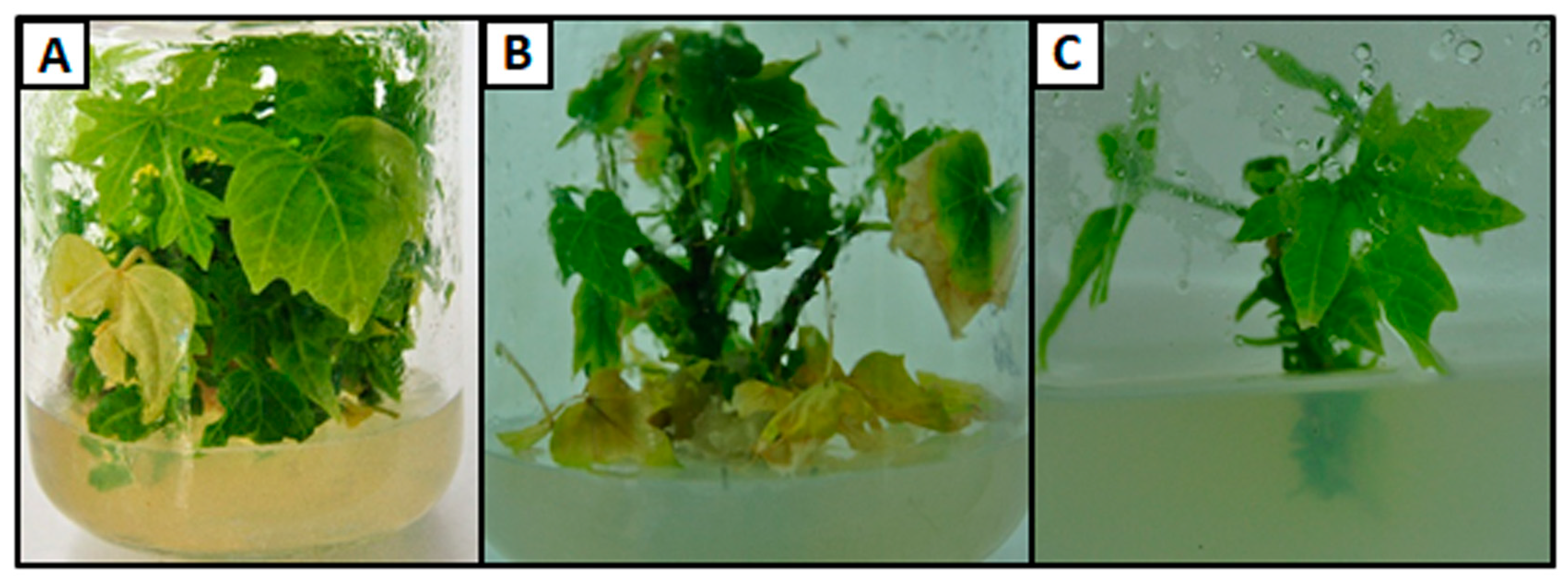 Horticulturae 09 00671 g002 Horticulturae 09 00671 g002