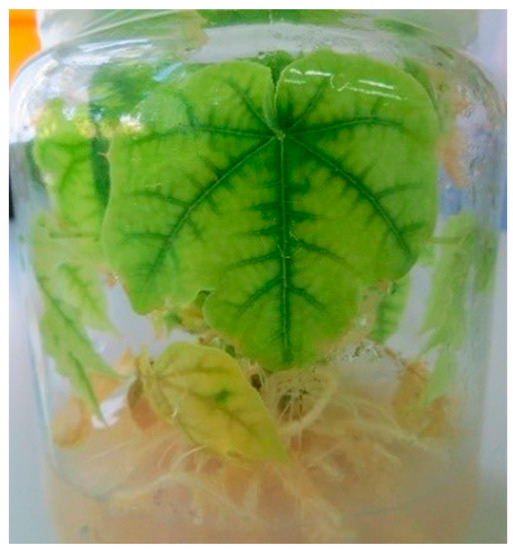 Horticulturae Free FullText In Vitro LongTerm Cultures of Papaya