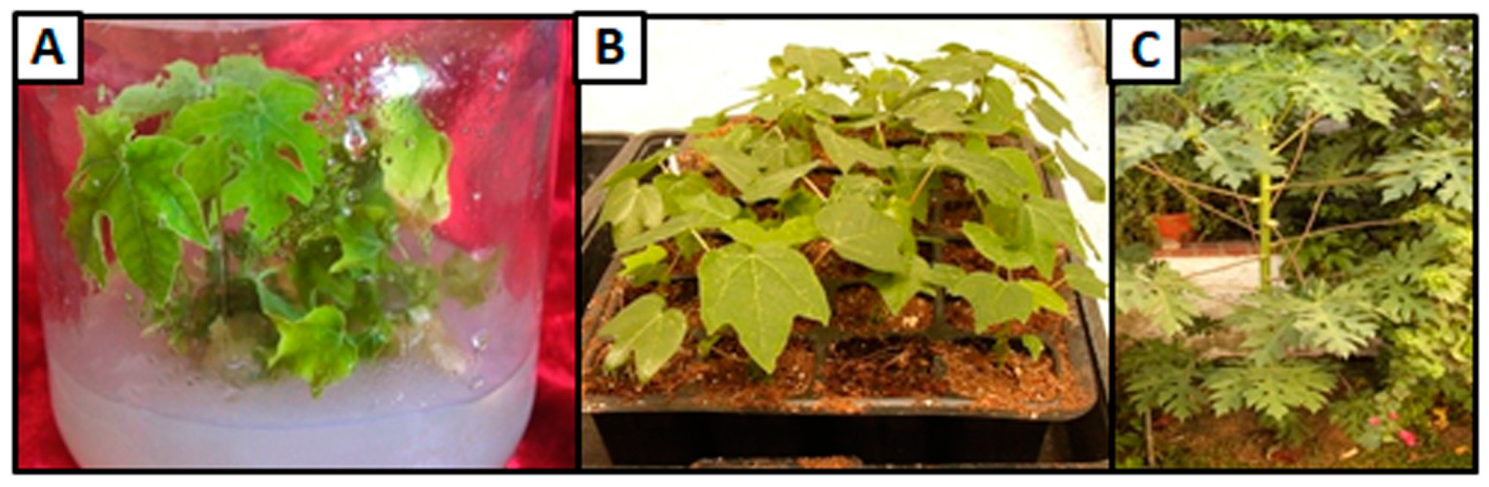 Horticulturae 09 00671 g007 Horticulturae 09 00671 g007