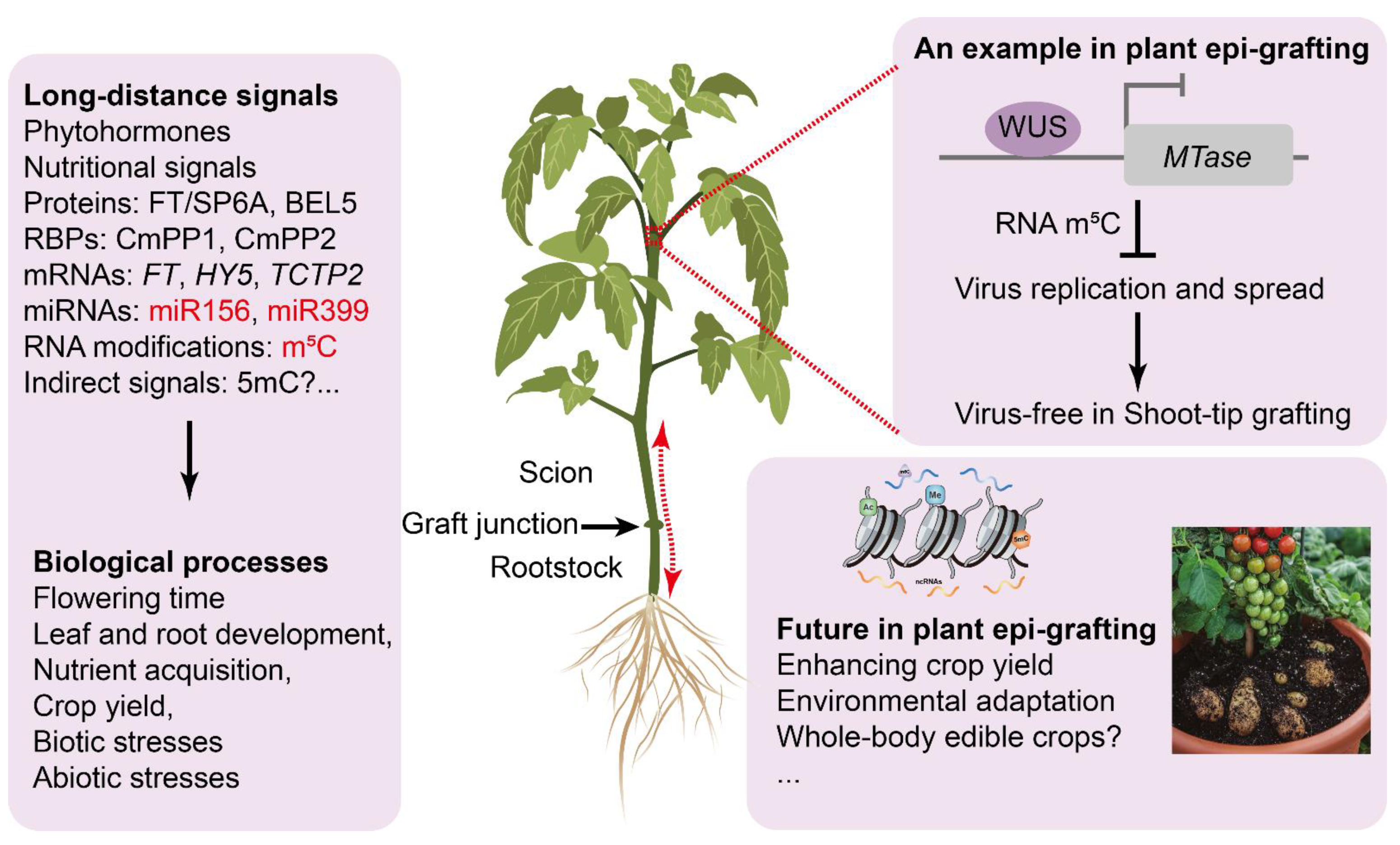 Horticulturae 09 00672 g002 Horticulturae 09 00672 g002