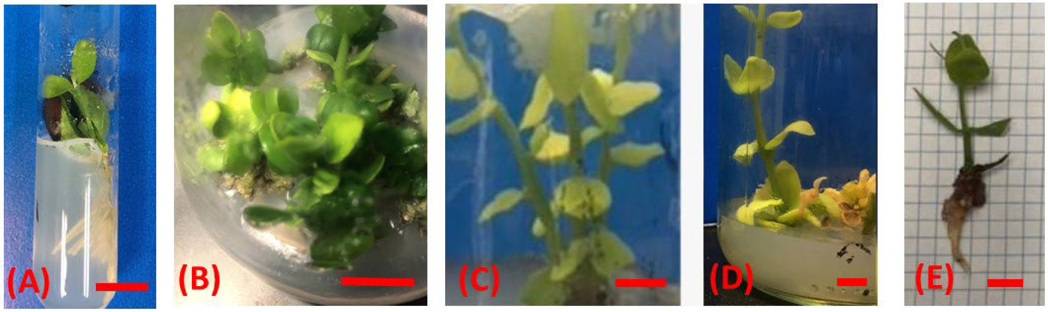 Horticulturae 09 00675 g001