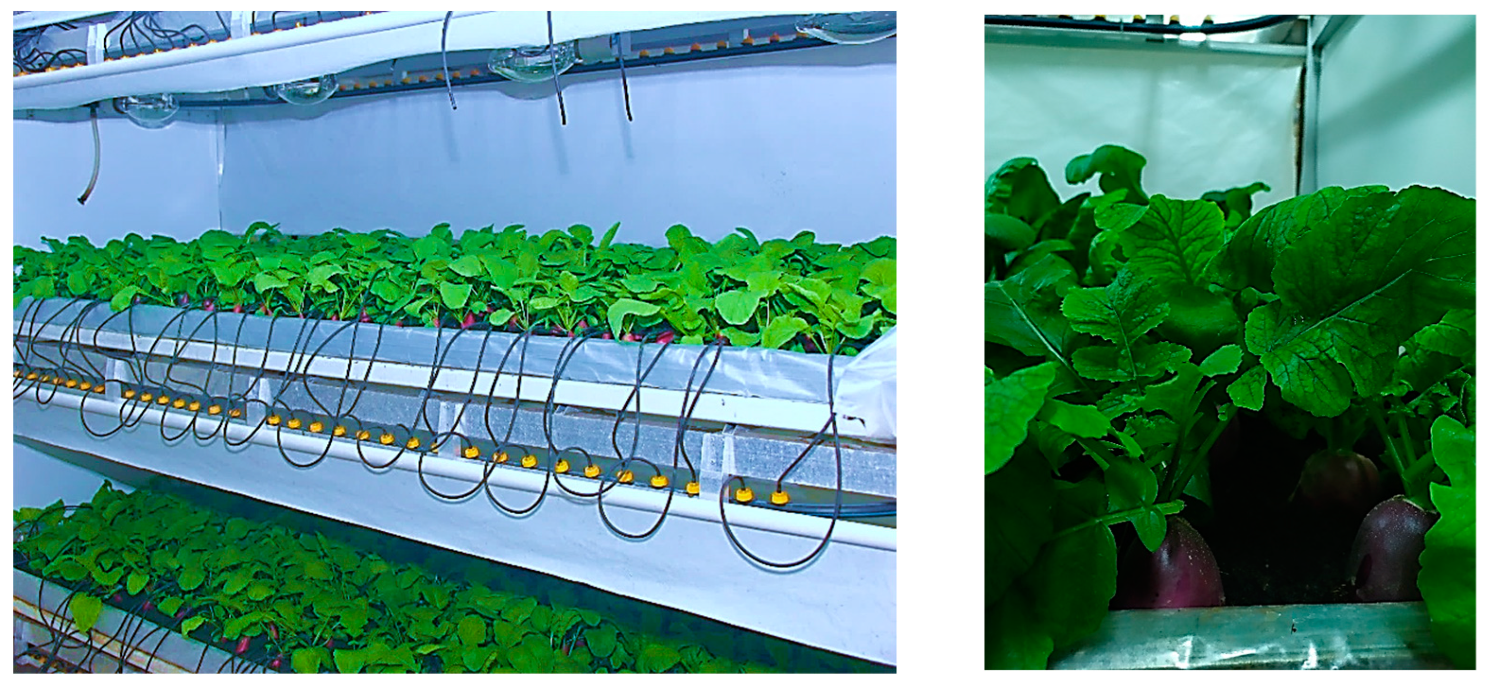 Horticulturae 09 00678 g001 Horticulturae 09 00678 g001