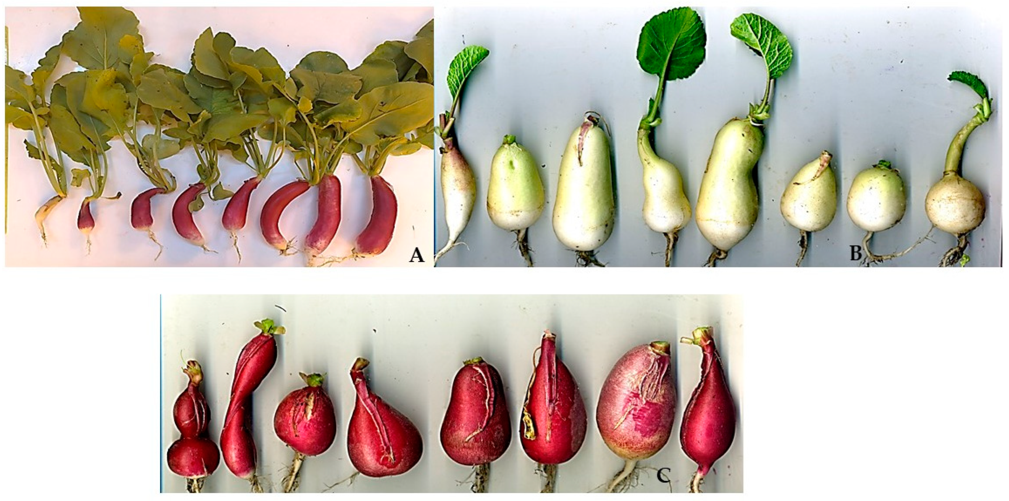 Horticulturae 09 00678 g003 Horticulturae 09 00678 g003