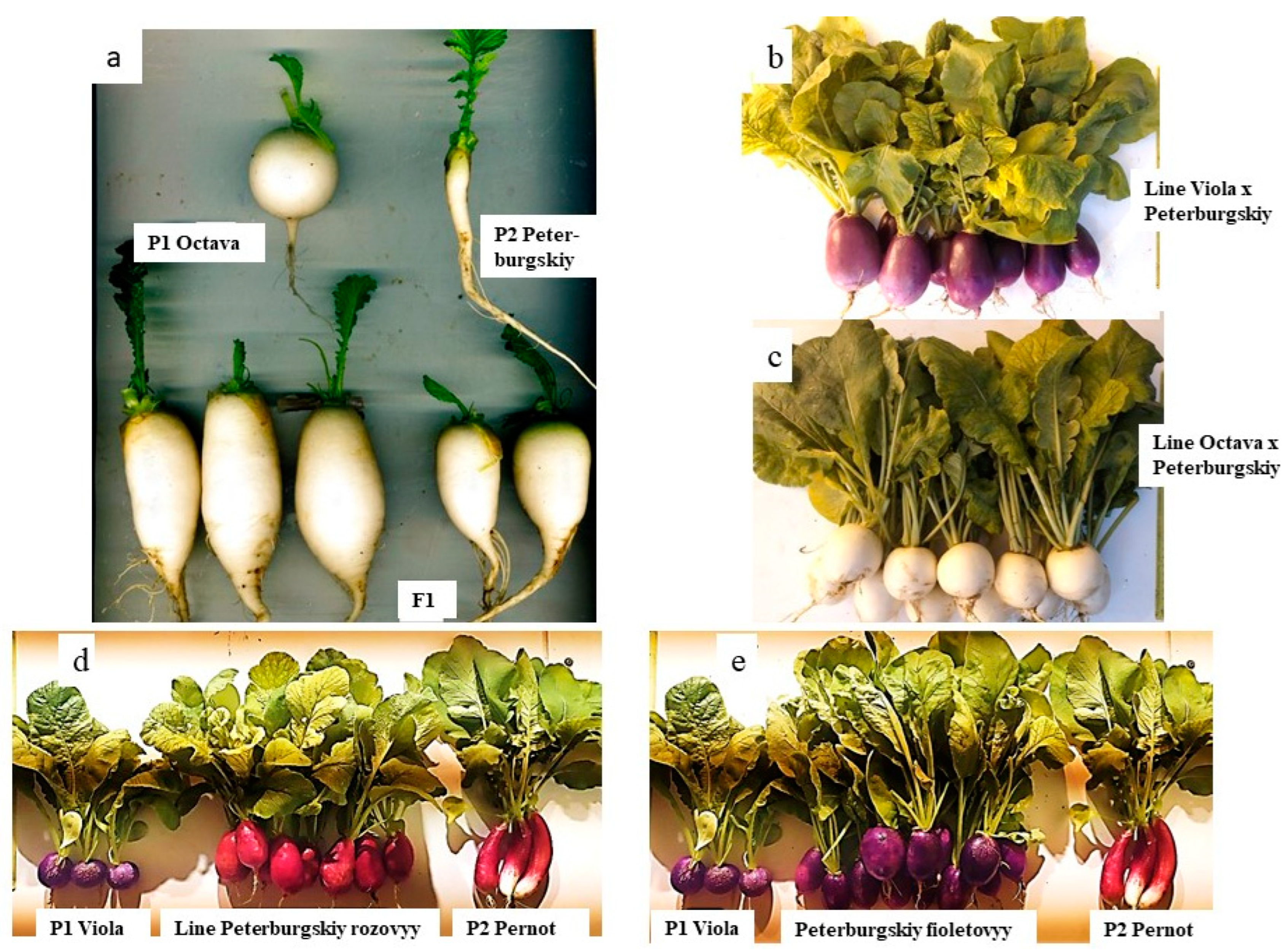 Horticulturae 09 00678 g004 Horticulturae 09 00678 g004