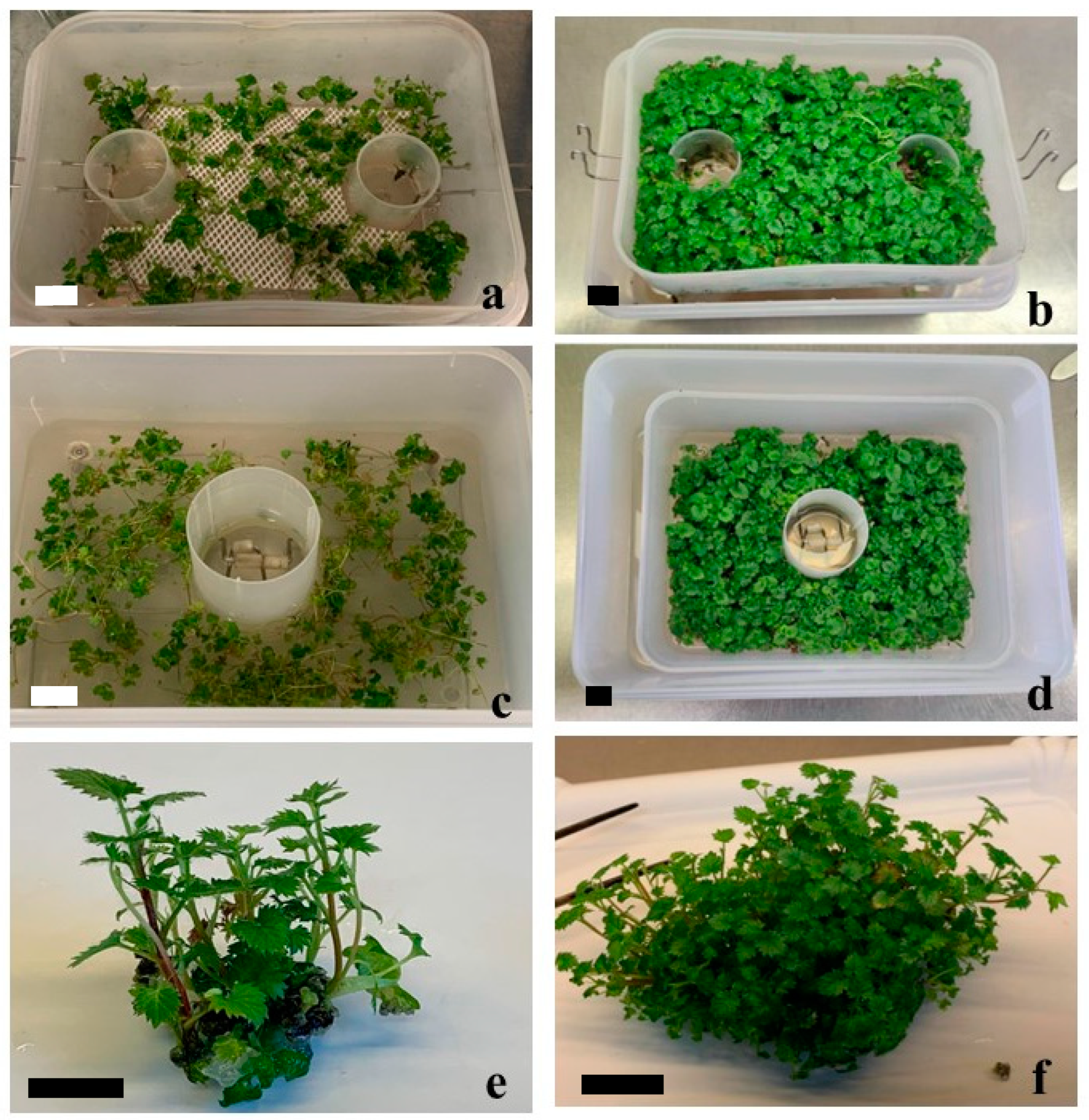 Horticulturae 09 00680 g002 Horticulturae 09 00680 g002