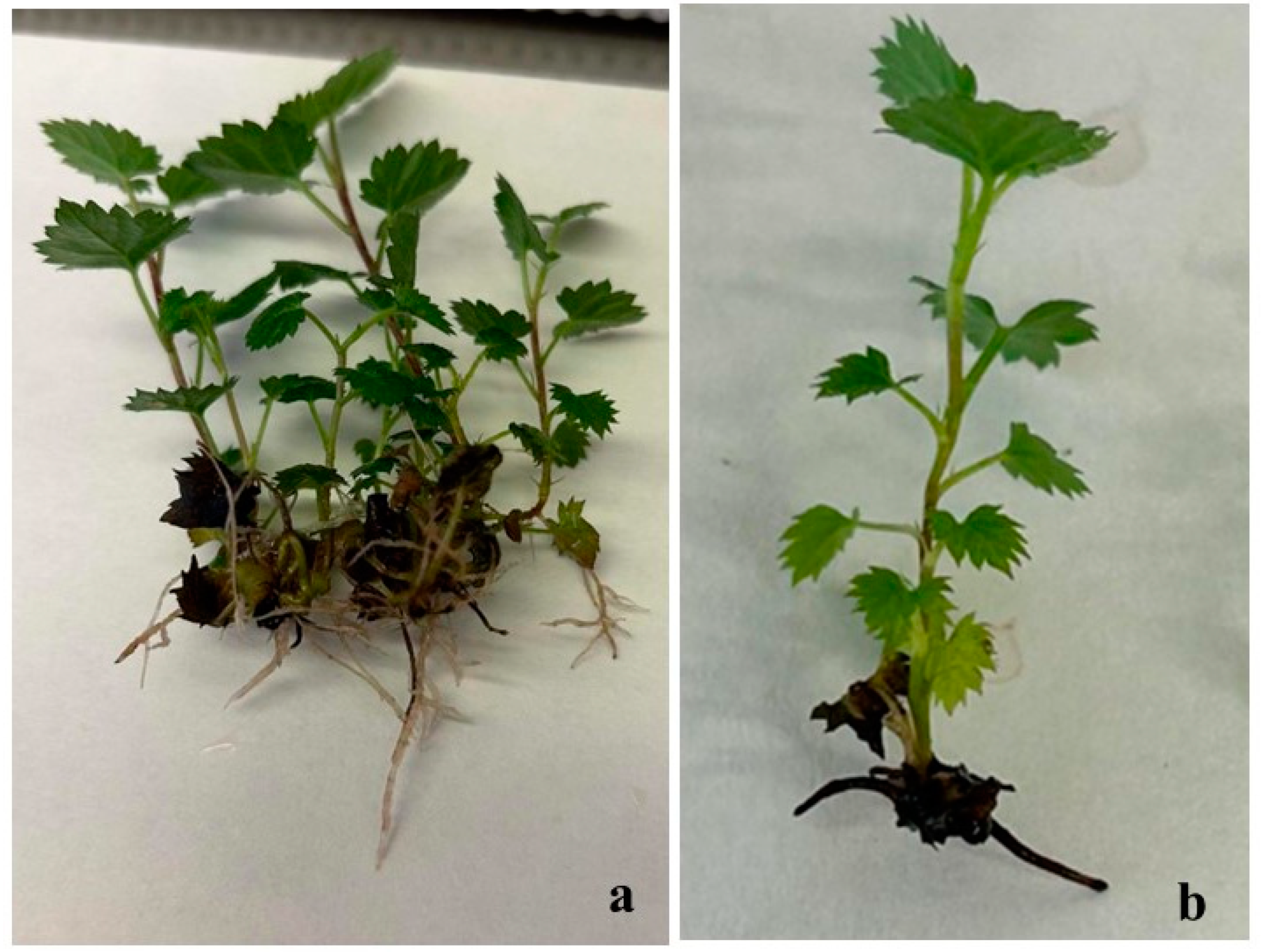 Horticulturae 09 00680 g004 Horticulturae 09 00680 g004